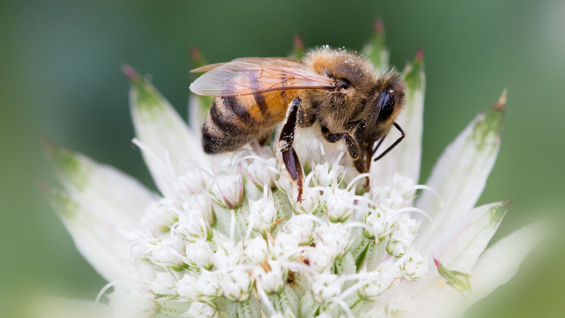 Et si on pratiquait l'apiculture darwinienne pour protéger les abeilles ?