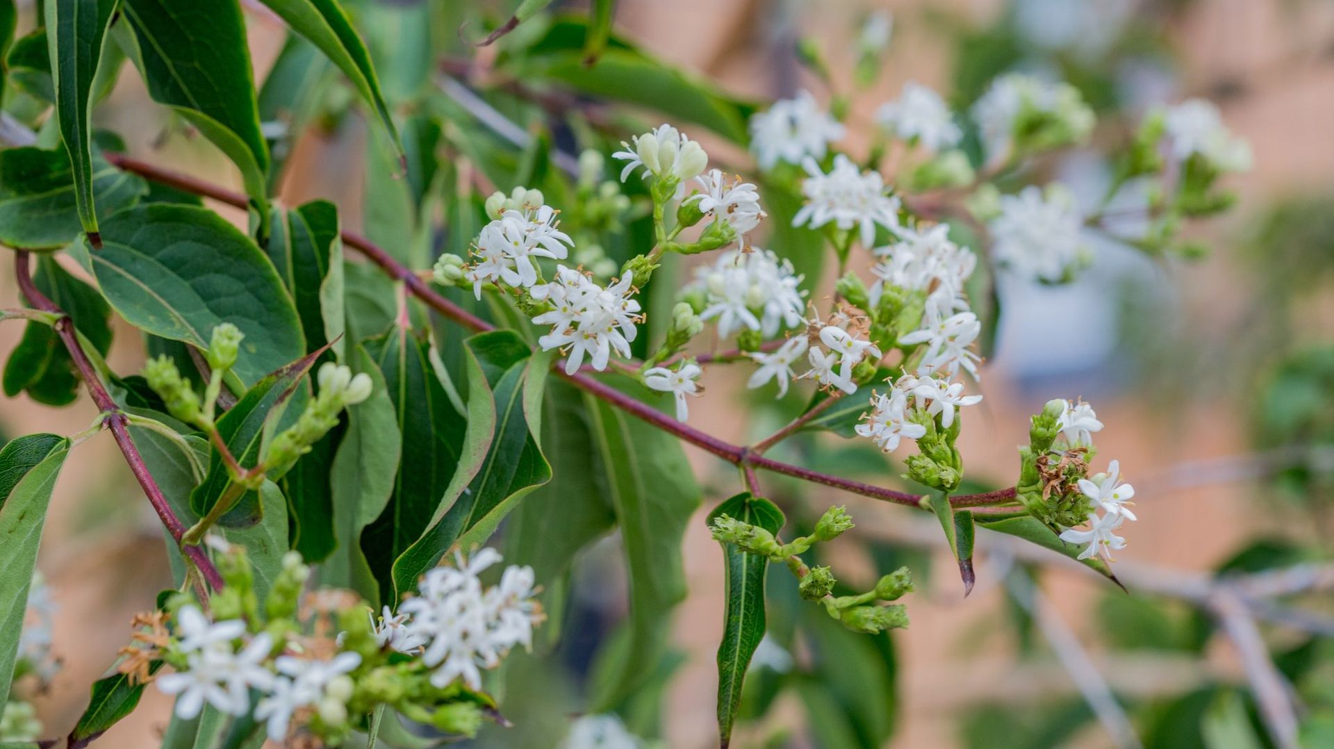 L'Heptacodium ou Arbre aux sept fleurs : l'arbre qui fleurit deux fois enfin... presque