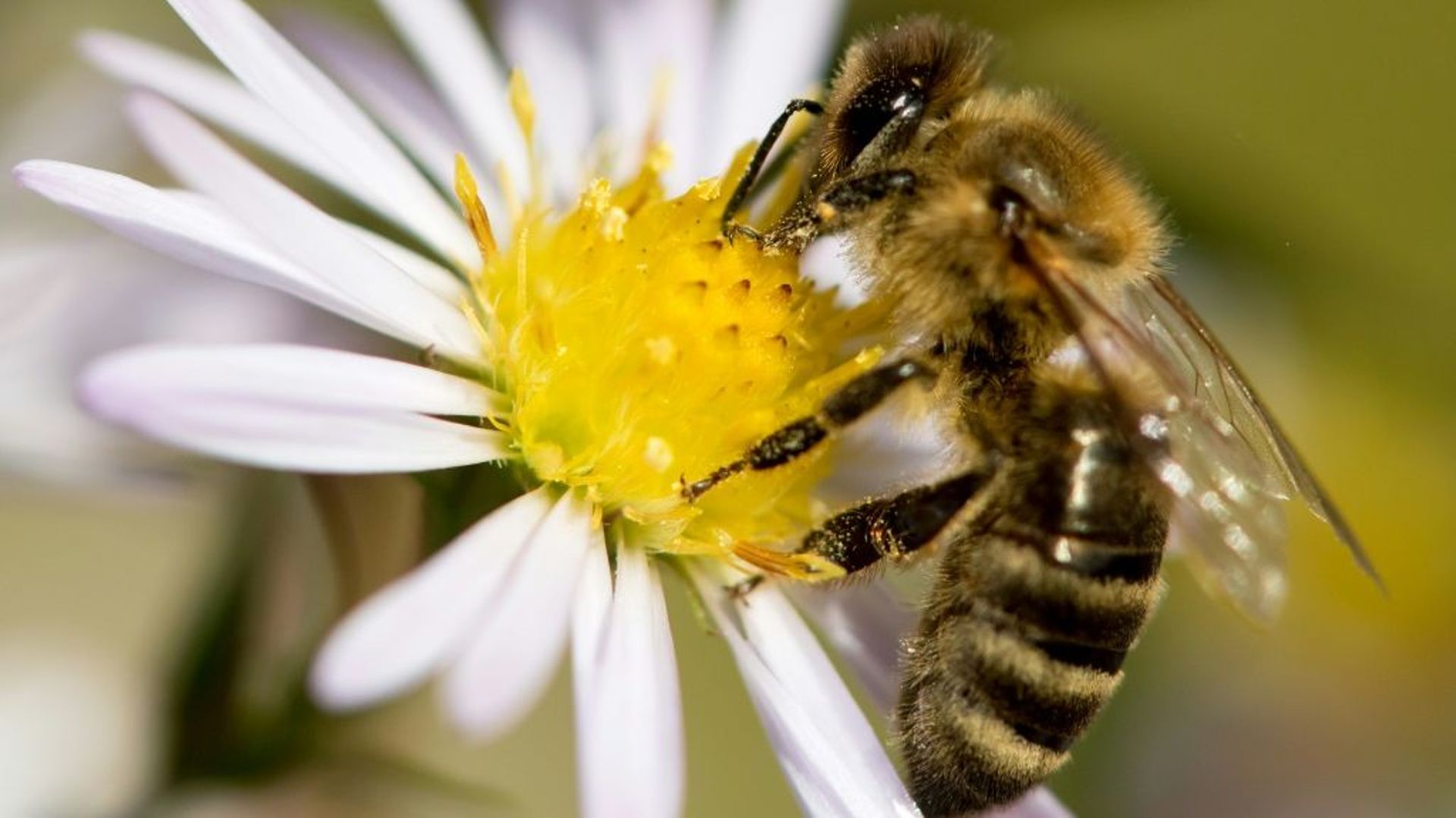 L'association Générations Futures a bataillé à Nice pour obtenir du tribunal administratif le gel de l'autorisation de vente de deux nouveaux pesticides en raison des risques pour la santé des abeilles