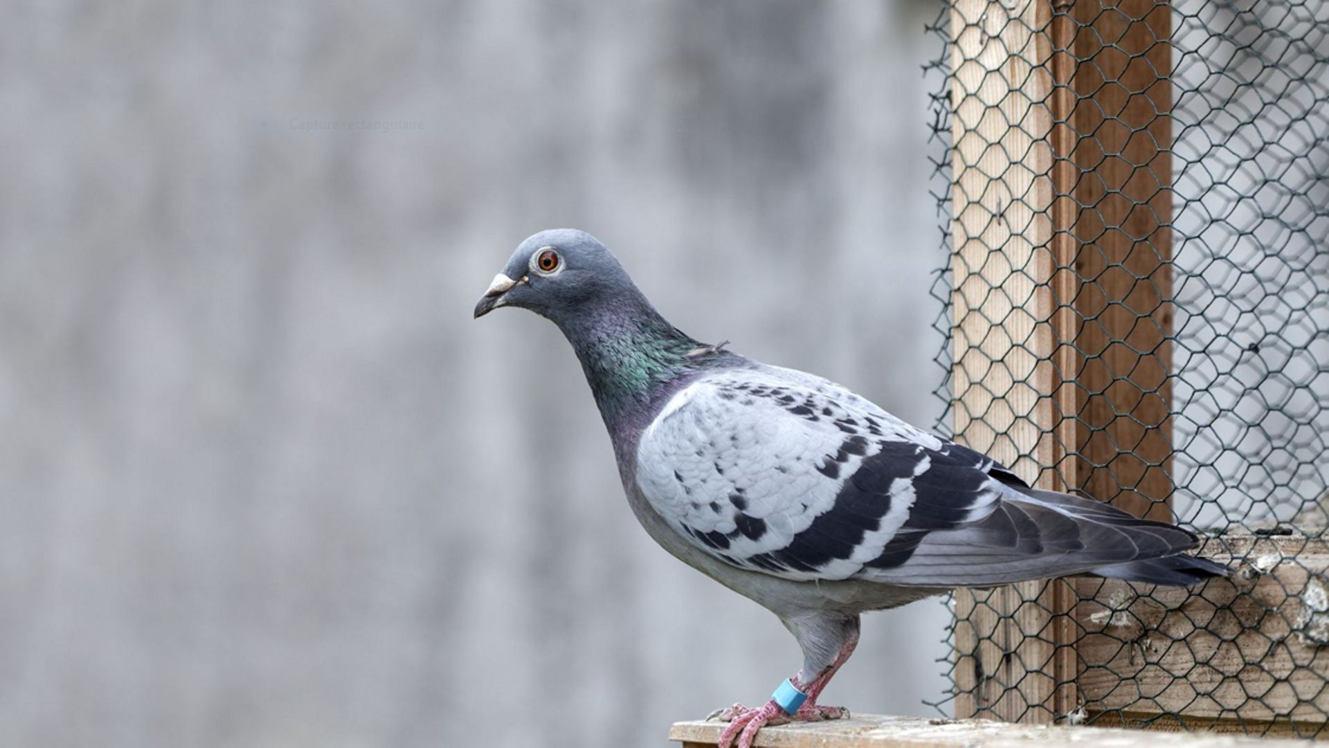 Plus question de capturer ni de tuer des pigeons en région bruxelloise