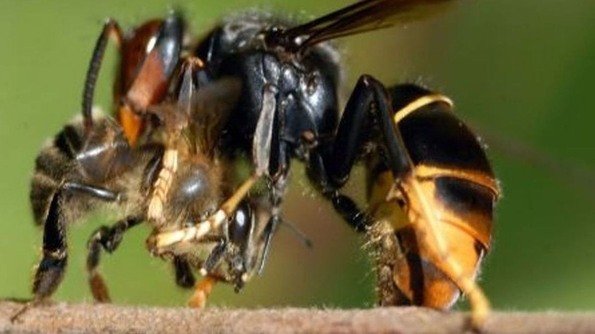 Image d’illustration – attaque de frelon asiatique sur une abeille