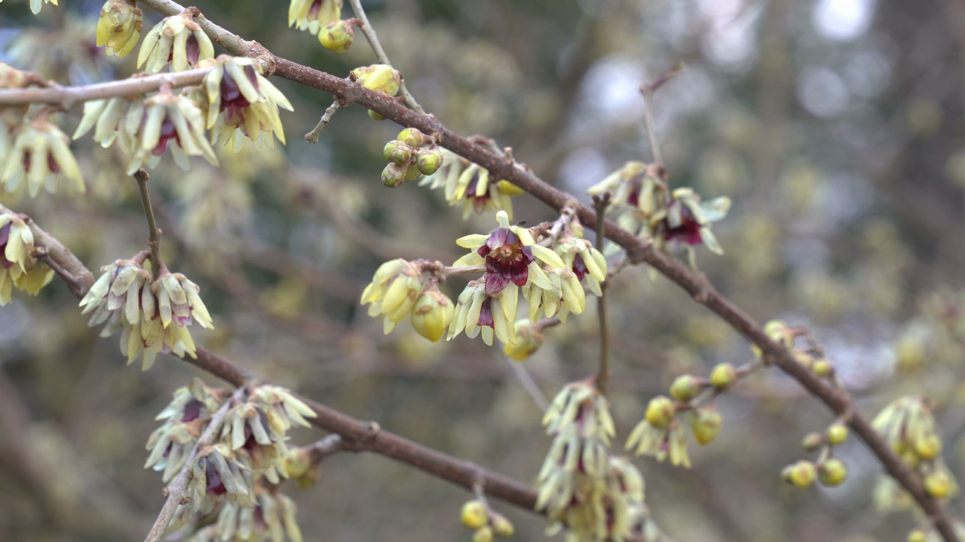 Cinq arbustes à planter pour un jardin fleuri en hiver RTBF Actus — free download