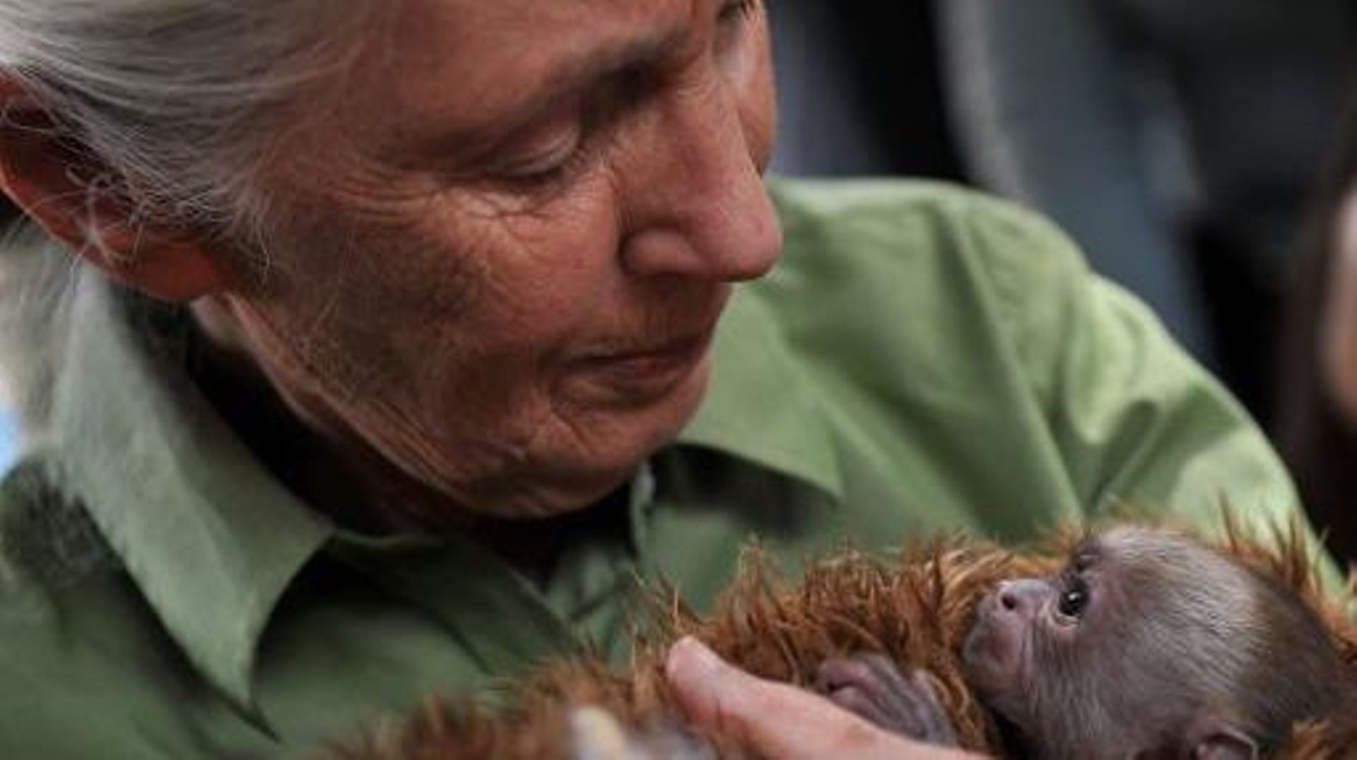 Jane Goodall La Chine Pille L Afrique Comme Les Colonisateurs L Avaient Fait Rtbf Be