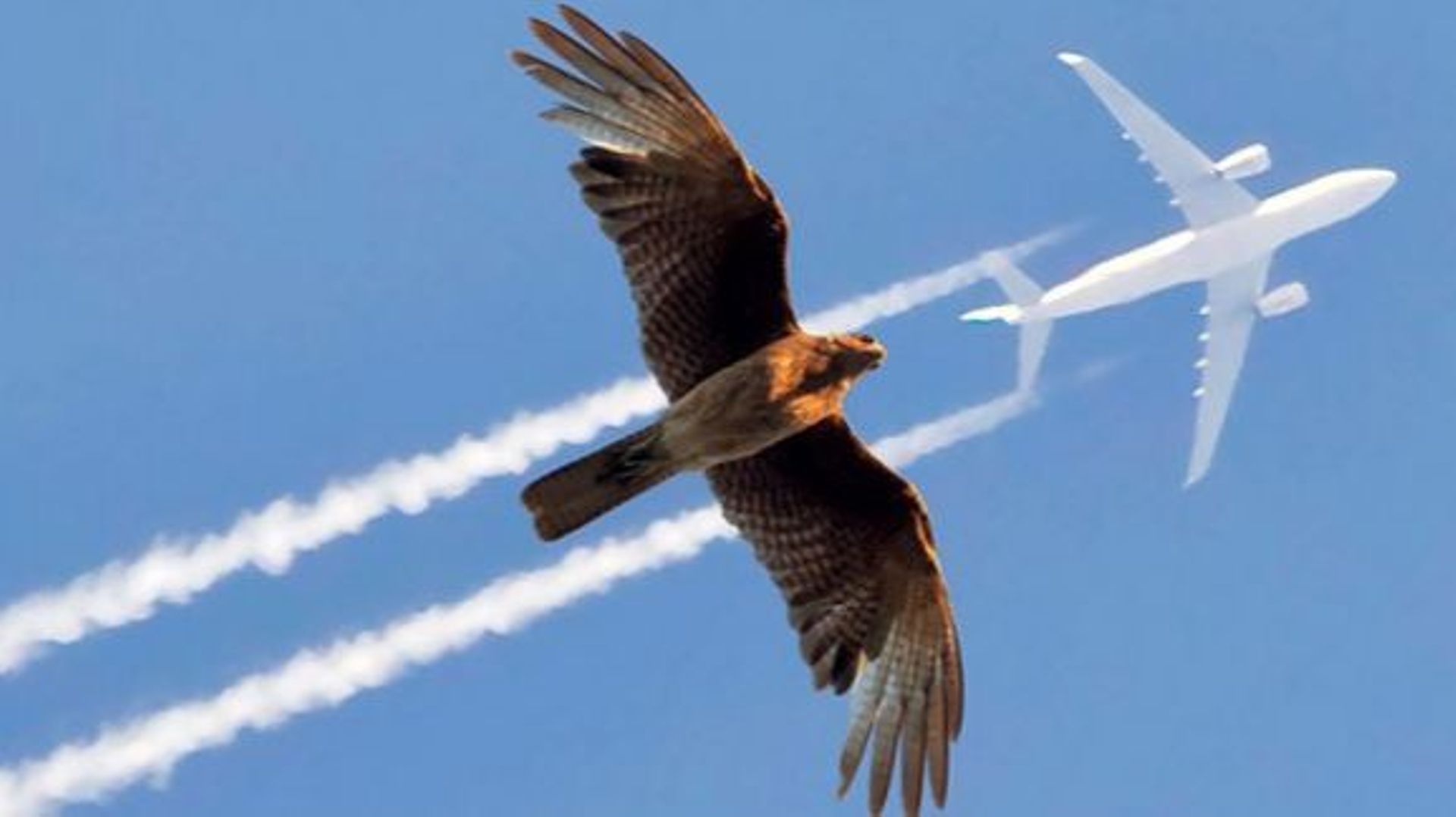 Concours : Flight, l’expo qui va vous faire décoller à l’Institut des Sciences naturelles de Bruxelles