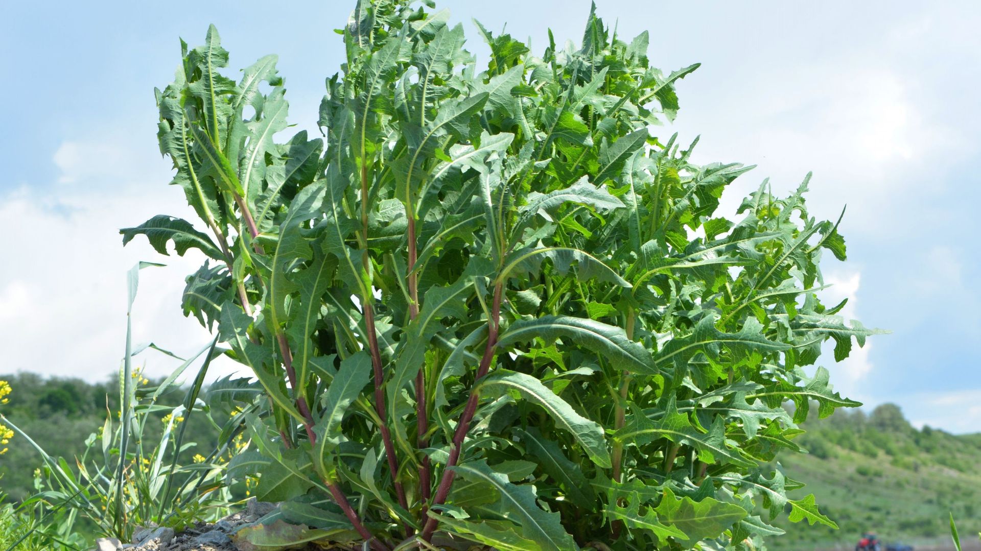 La laitue scariole – Lactuca serriola – est la plante sauvage qui a permis de donner naissance aux variétés de salades actuelles
