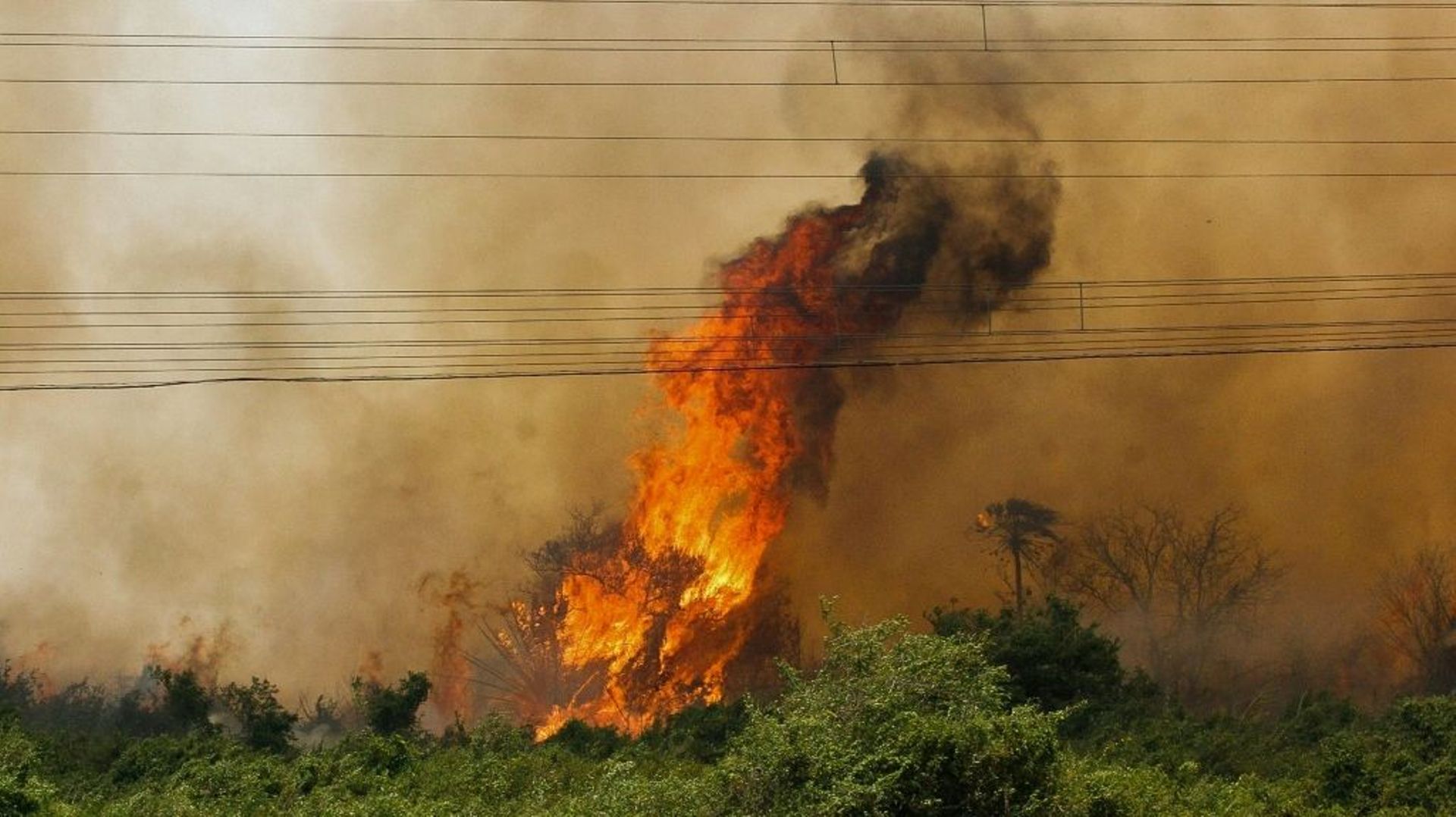 Un incendie de forêt dans l'écorégion du Pantanal au Brésil, dans l'État du Mato Grosso do Sul, le 30 octobre 2019