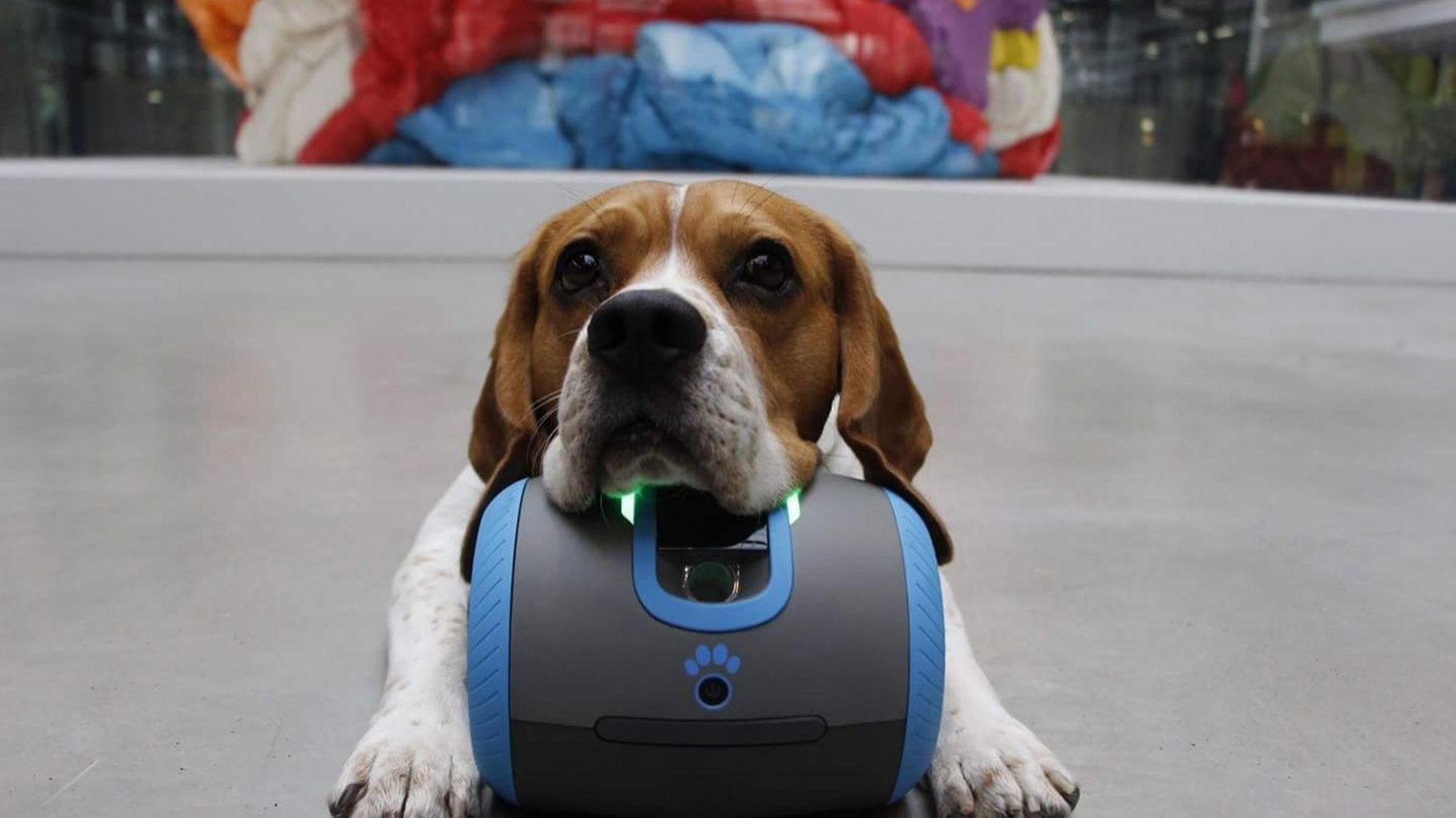 Le robot Laïka permet via son smartphone de voir et de parler à son chien à distance.