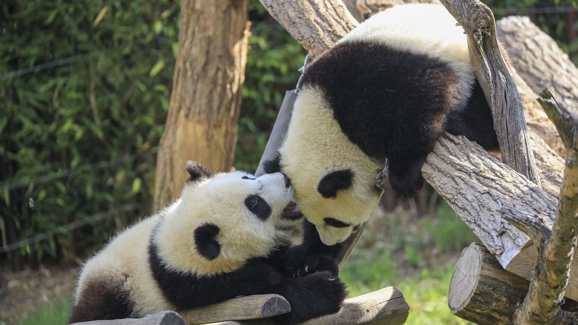 Bao Di et Bao Mei les 2 pandas jumeaux nés le 8 août 2019