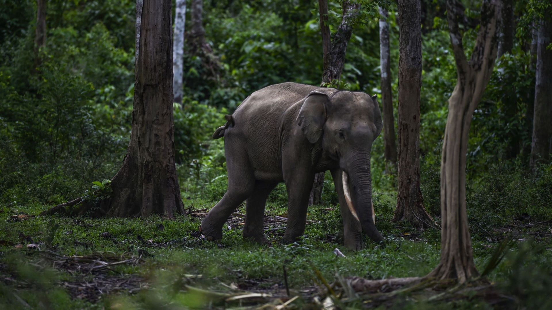 L'éléphant, pilier essentiel de la nature, de plus en plus menacé de disparaître