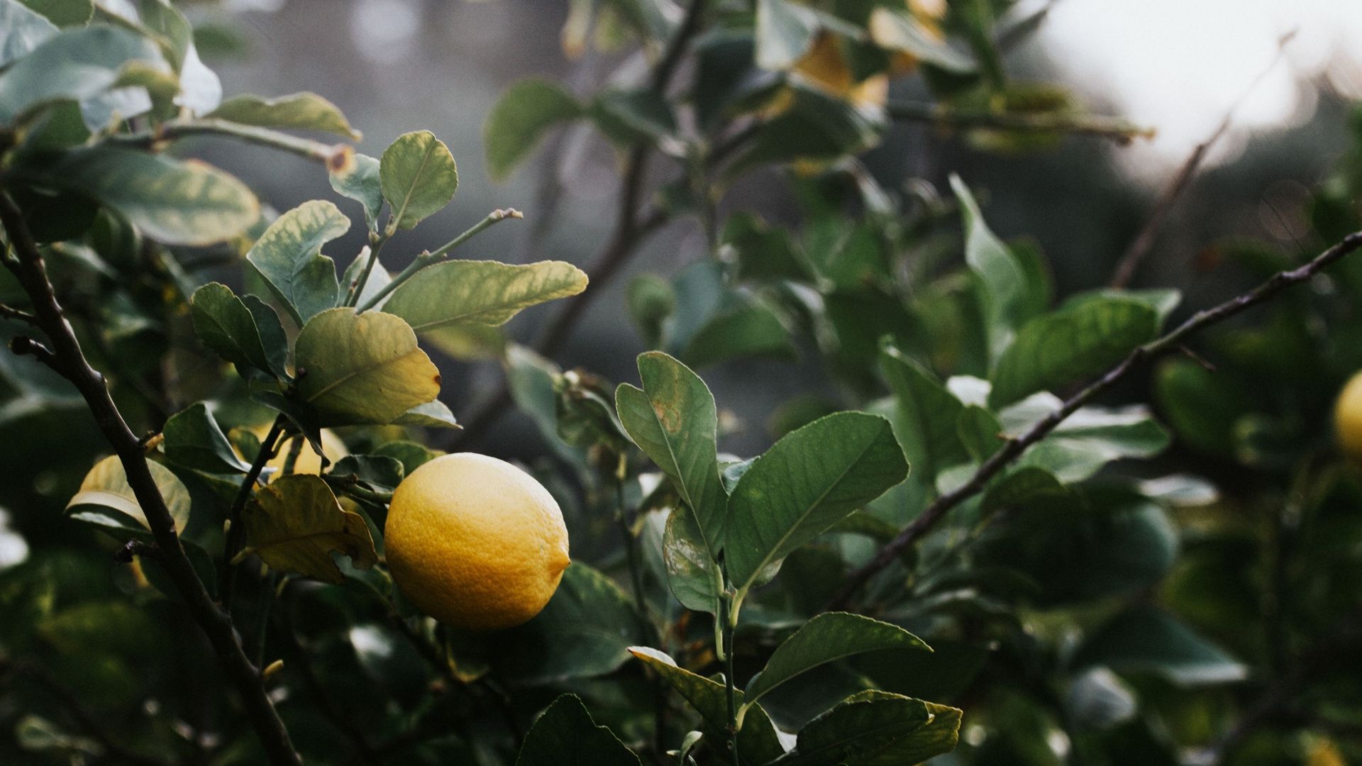 Photo d’illustration pour feuilles de citronnier.