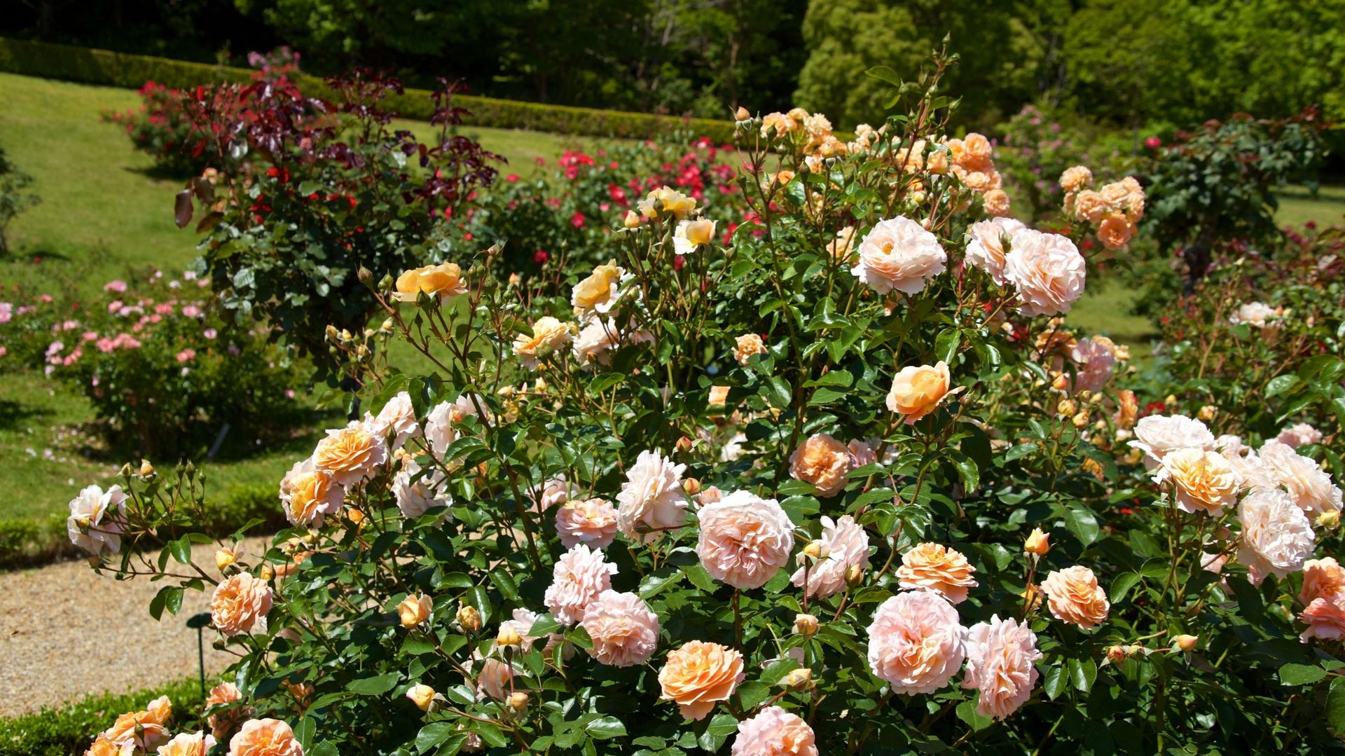 Les Jardins des roses luxembourgeoises se situent dans le parc du château de Munsbach. Depuis 2017, les bénévoles de l’association « Lëtzebuerger Rousenfrënn » entretiennent et animent une magnifique roseraie.