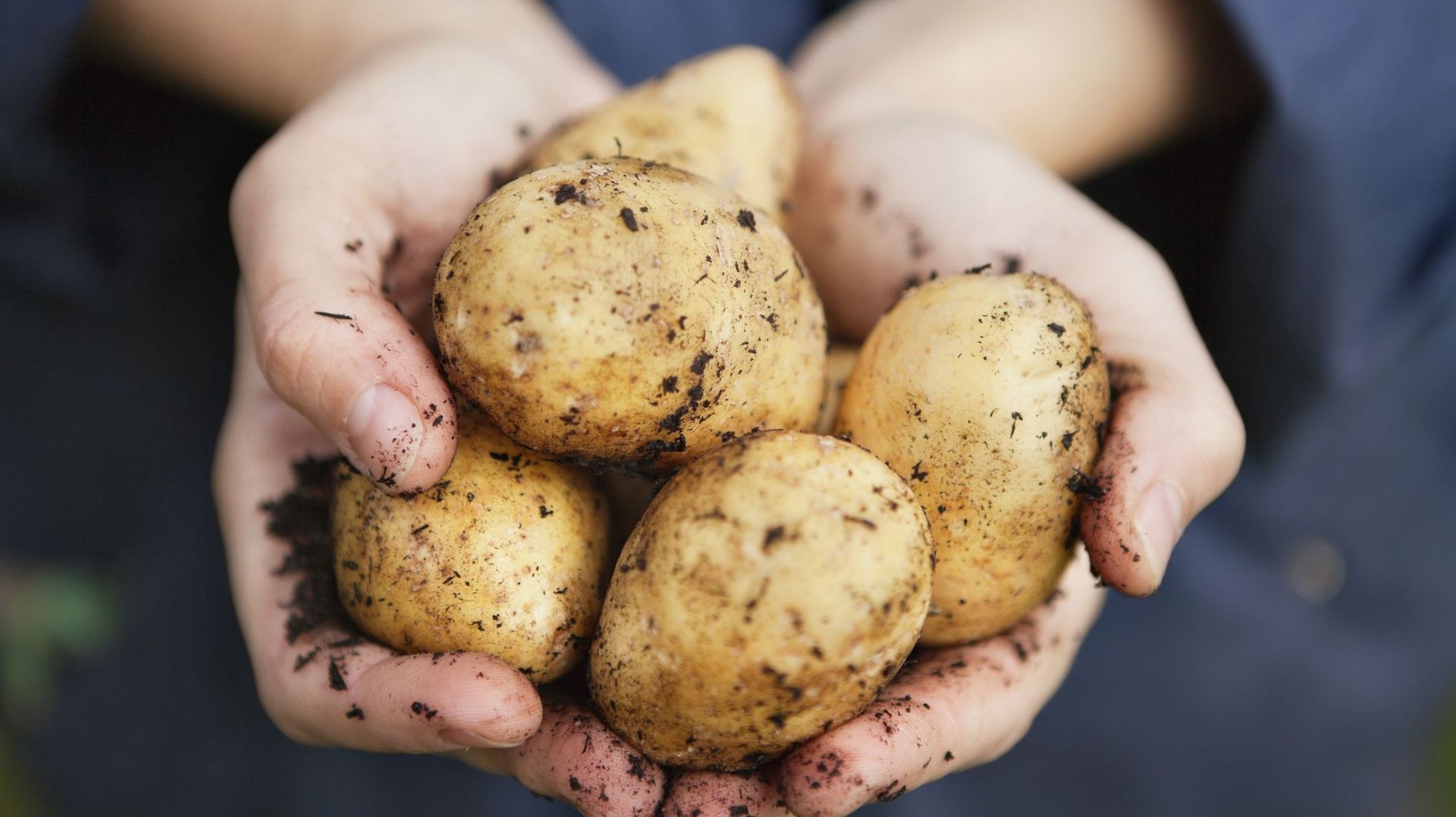 Hand holding potatoes