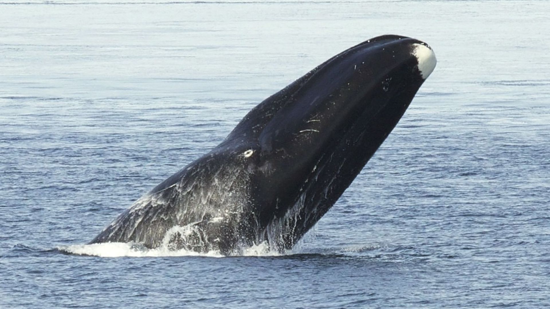 Duree De Vie D Une Baleine La baleine boréale peut vivre jusqu'à 268 ans, soit 57 ans de plus qu'on ne  le pensait - rtbf.be