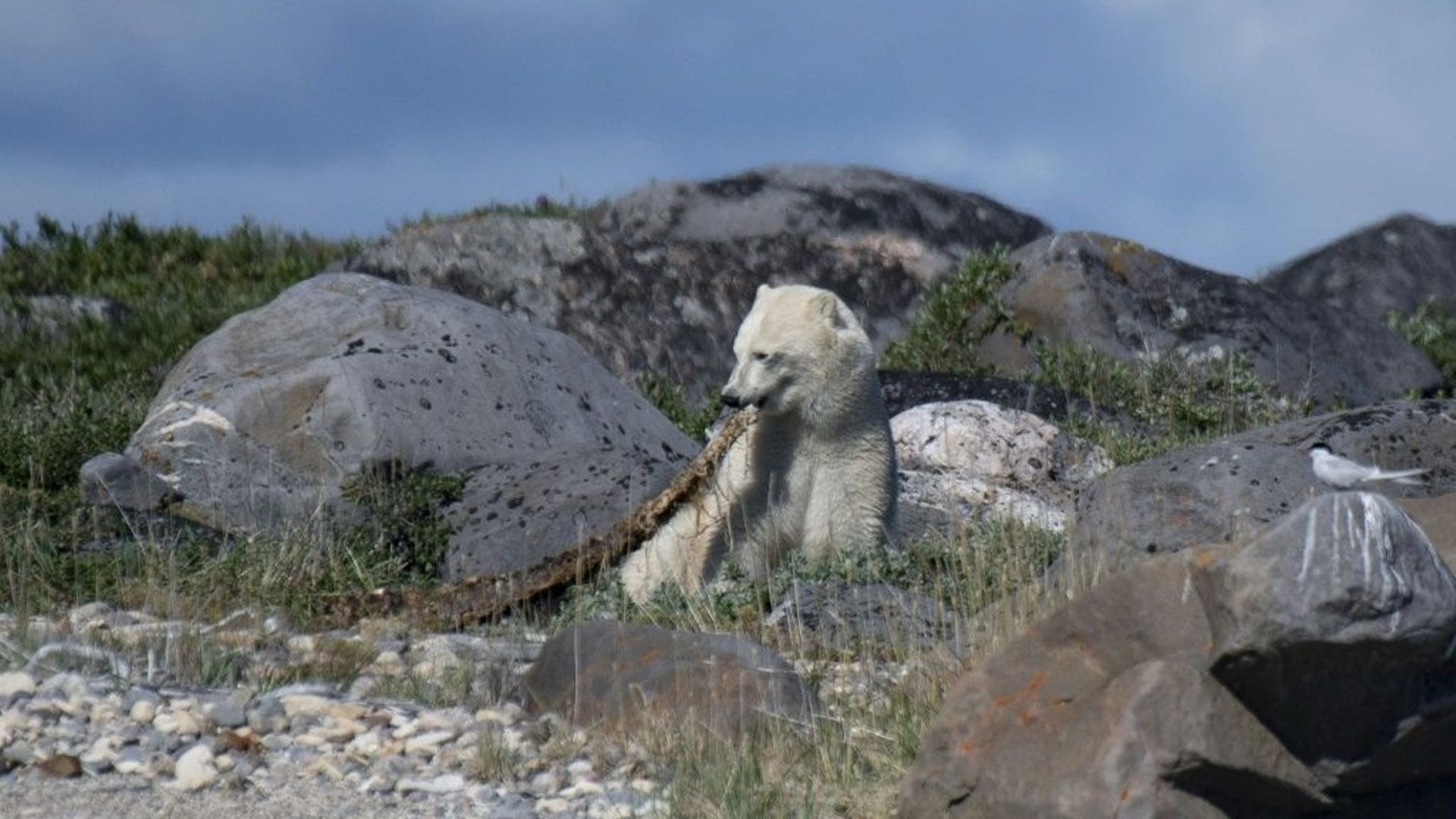L'habitat de l'ours polaire s'amenuise dangereusement.