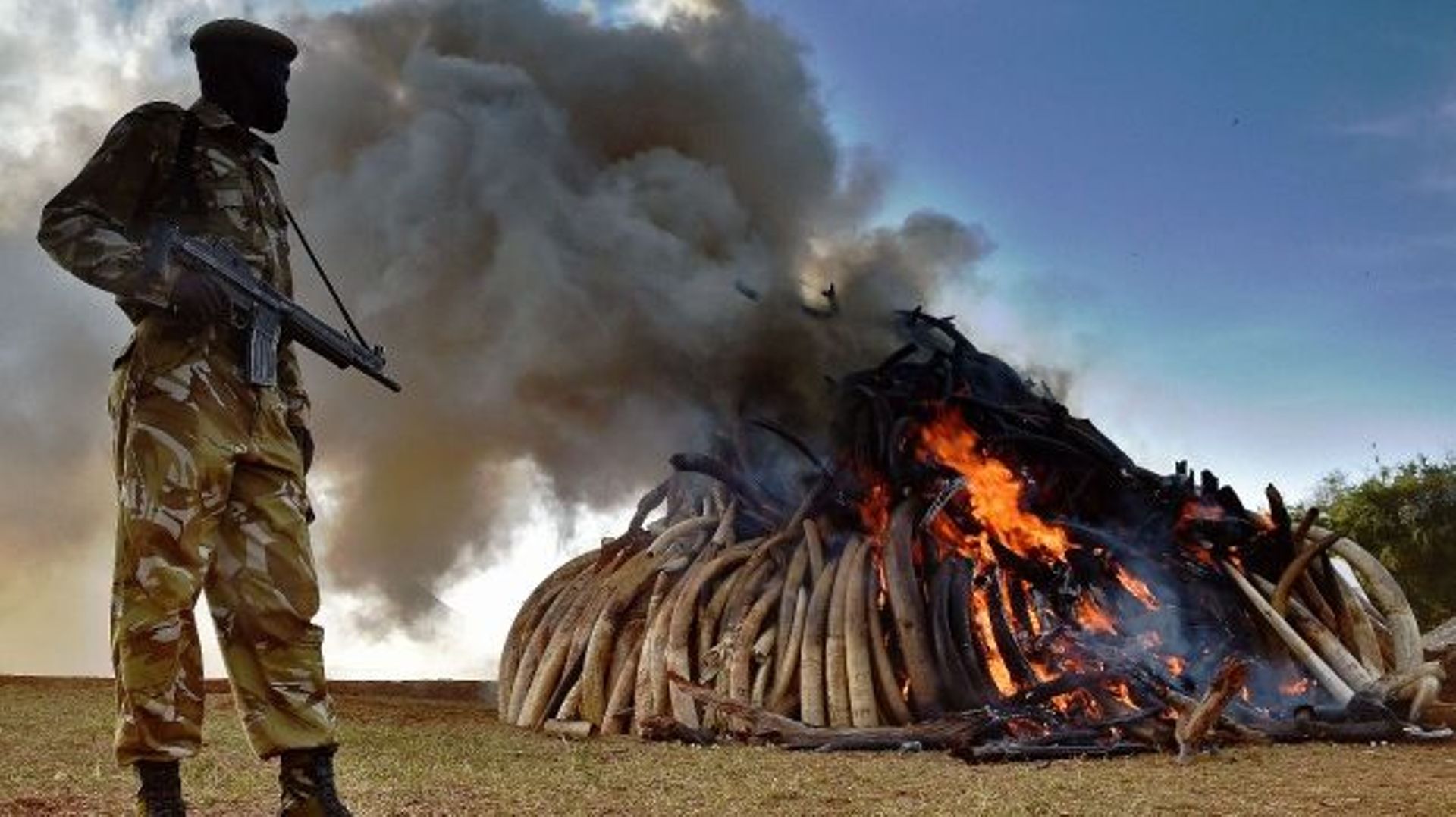 Kenya, l'ivoire brûle