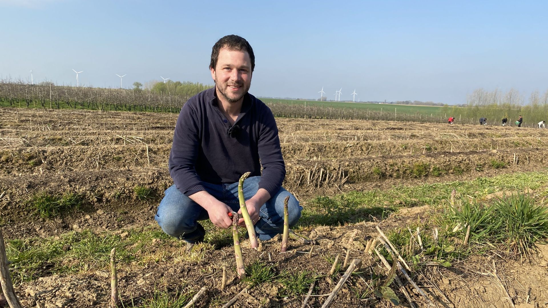 Nicolas Goffin est radieux dans son champ où les asperges vertes sortent de terre. 