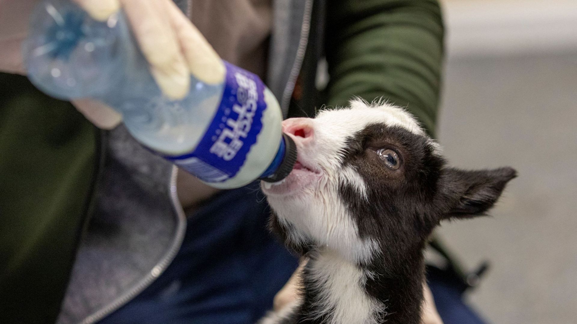 A cause de la pandémie, un pub irlandais se reconvertit en clinique pour animaux sauvages