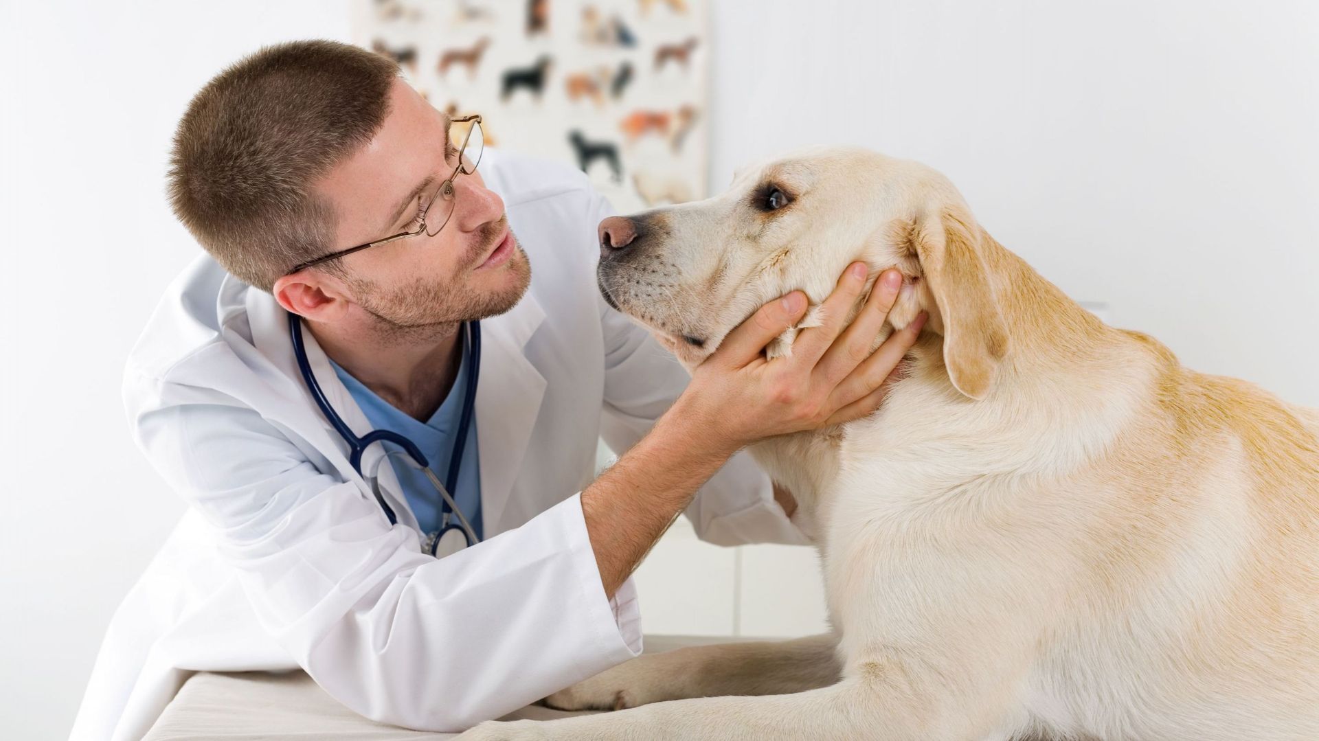 La truffe du chien, un bon baromètre pour connaître son état de santé — free download