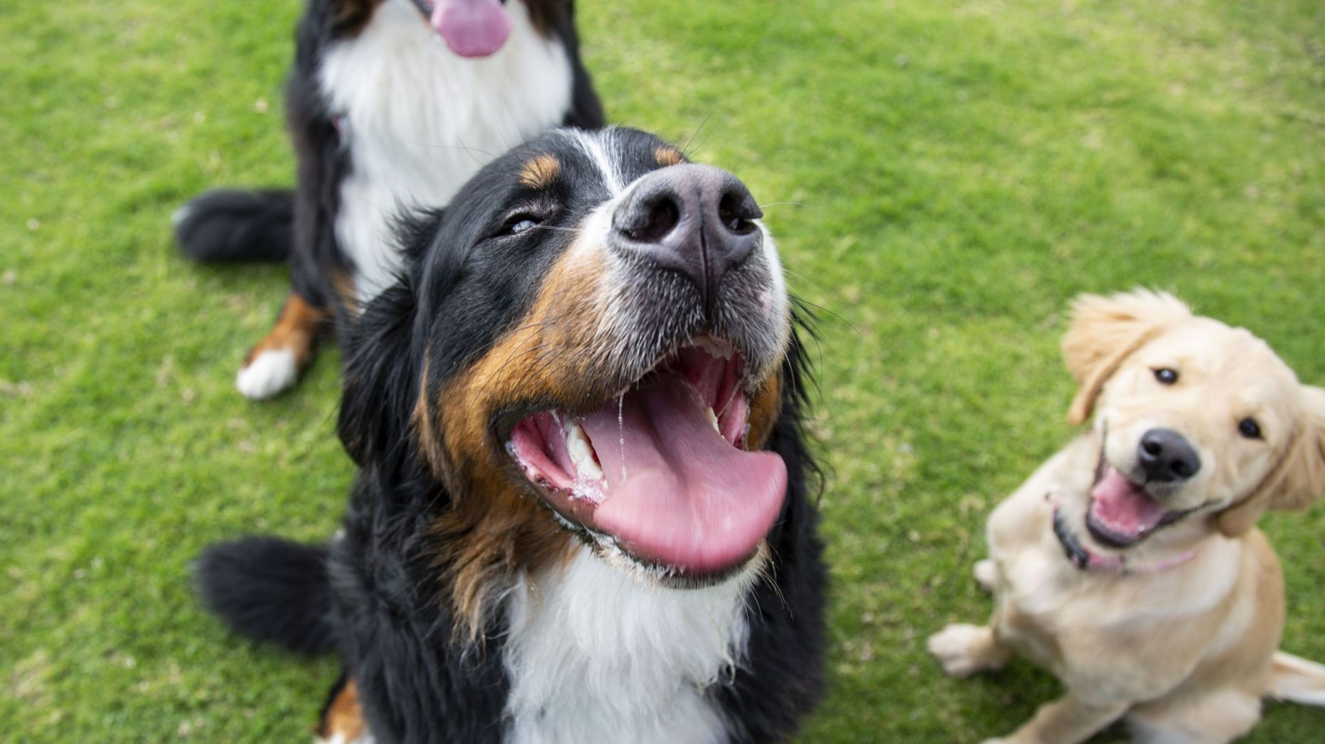 Bruxelles : lancement de la première plateforme en ligne dédiée aux propriétaires de chiens