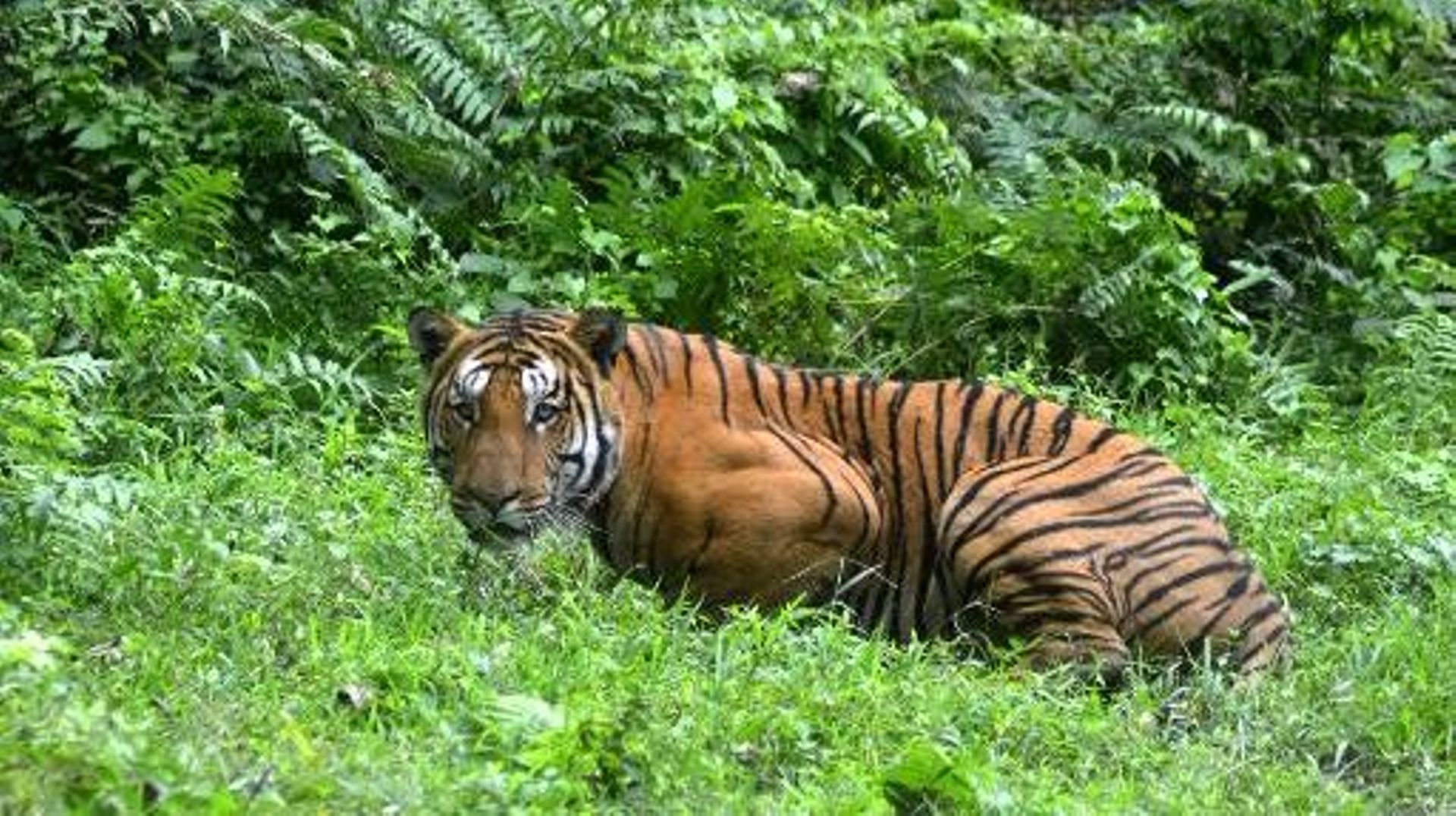 Inde: le nombre de tigres a augmenté de 30% depuis 2010