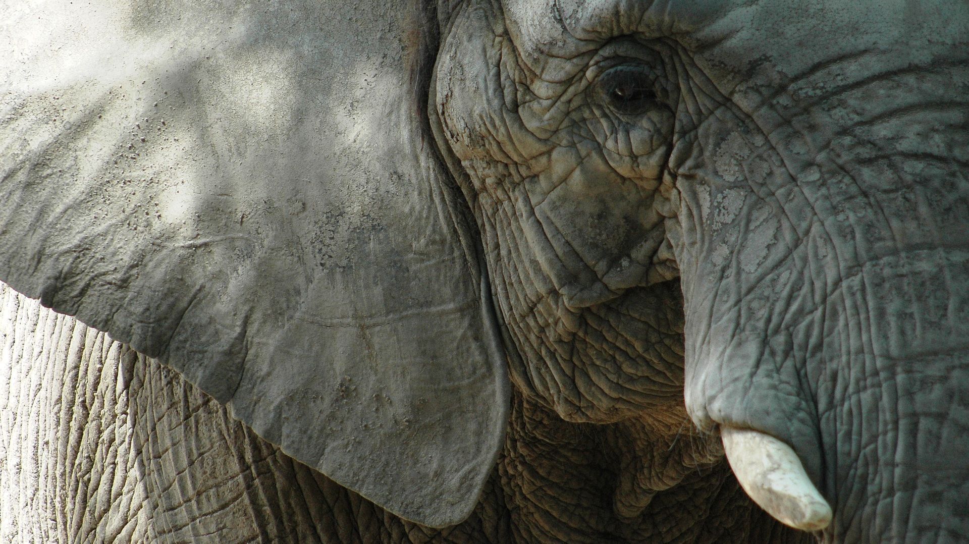 Changement climatique : les éléphants auront-ils bientôt de plus grandes oreilles ?