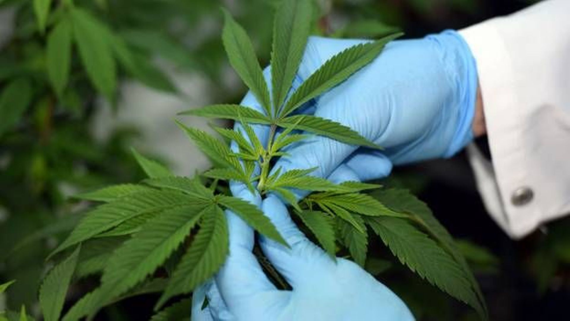 Faut-il autoriser le cannabis à des fins thérapeutiques ? 