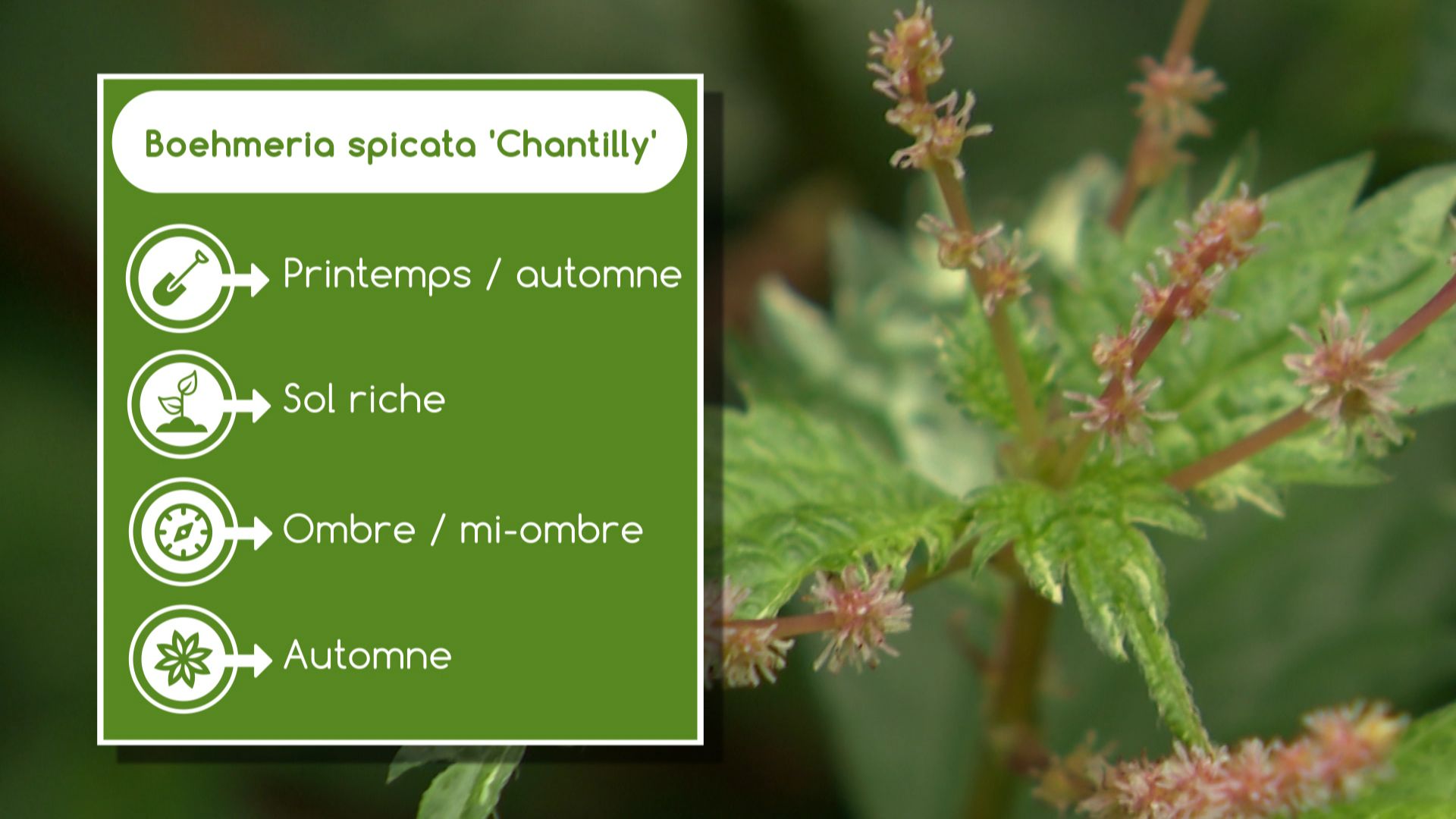 Fiche du Boehmeria spicata ‘Chantilly’

 