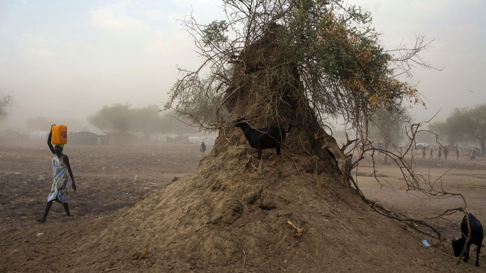 Soudan du Sud: des enfants mangent "de l’herbe et des racines"