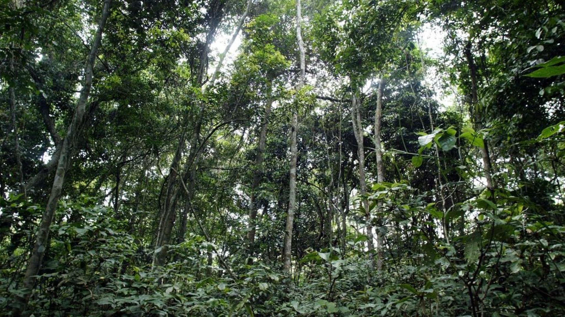 Vulnérables au changement climatique et victimes de déforestation massive, les forêts des tropiques donnent des signes d’essoufflement