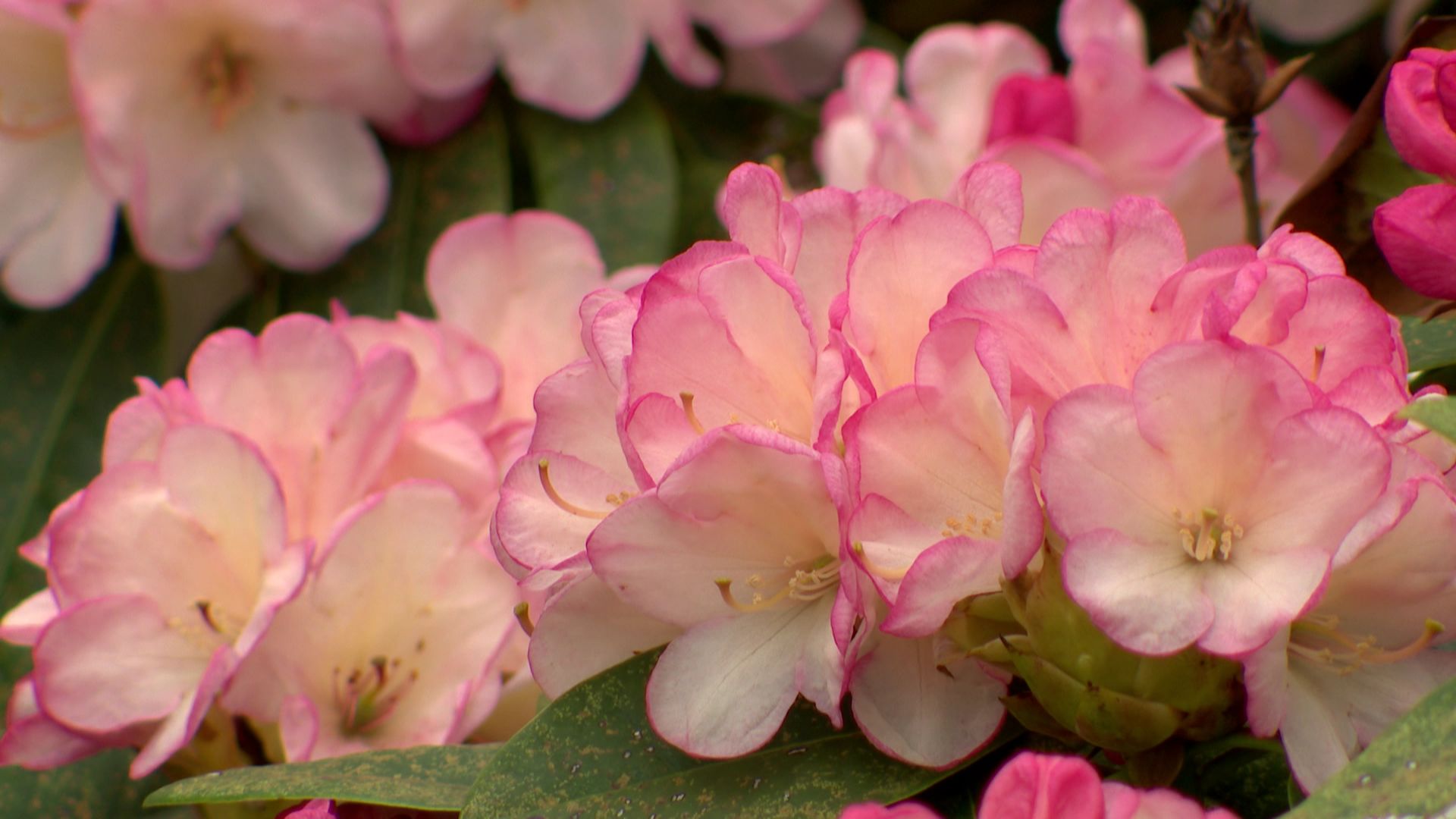 Rhododendron ‘Parfait Framboise’