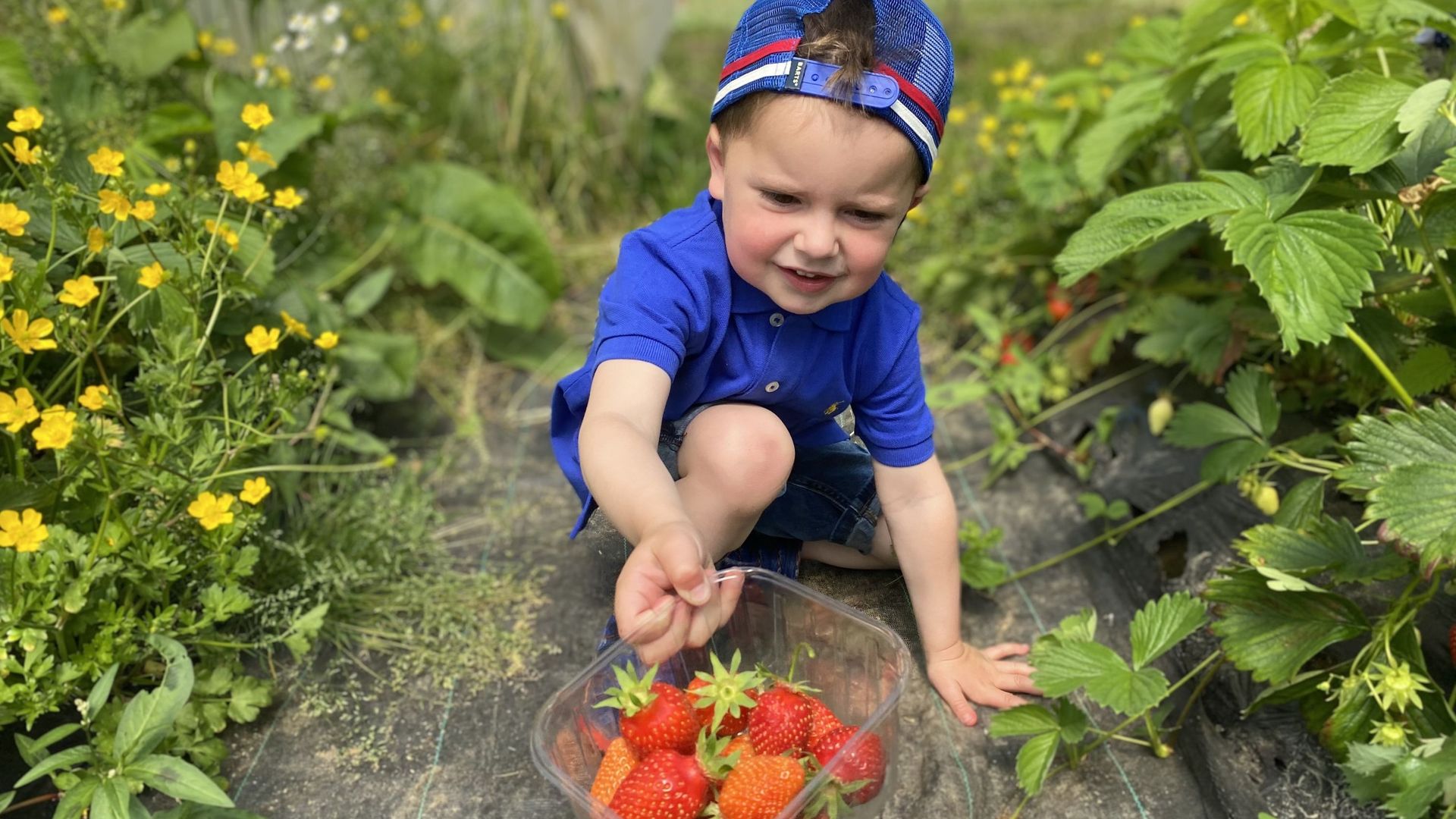 La cueillette des fraises, une première pour Tom.