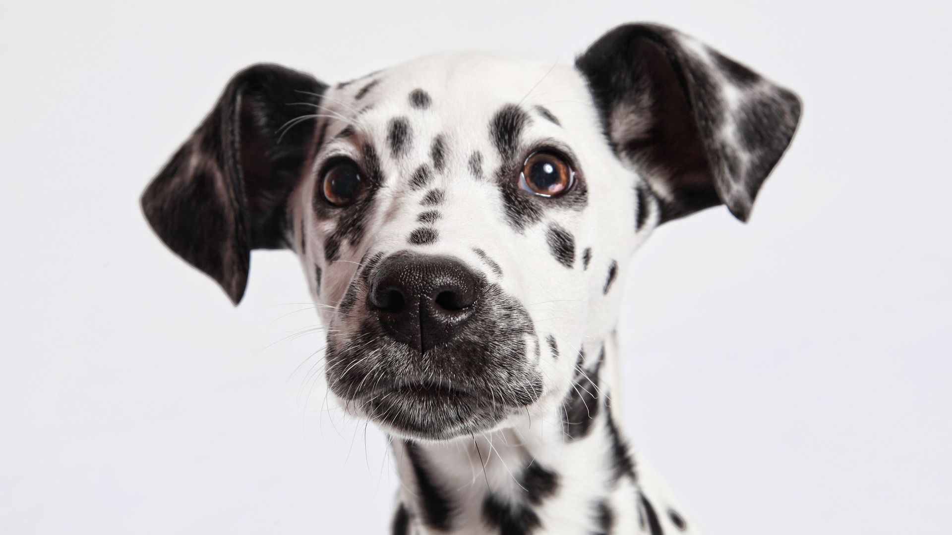 Le dalmatien est le plus beau chien du monde, c'est la science qui le dit !
