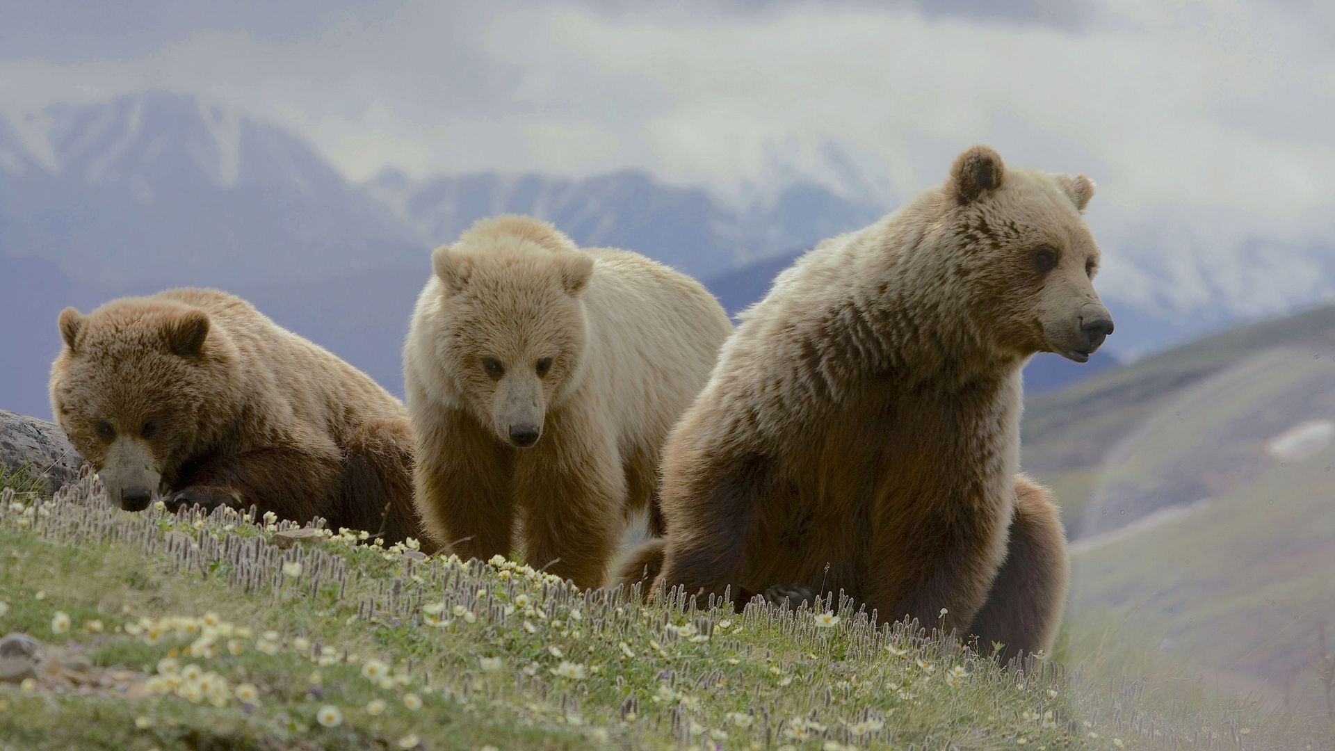 Comment On Dit Ours En Anglais Des ours sauvés de la captivité au coeur des Carpates - rtbf.be