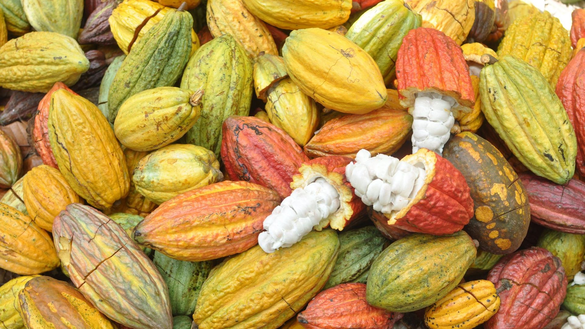 La culture du cacao est encore synonyme de déforestation, malgré les labels et initiatives de l'industrie du chocolat