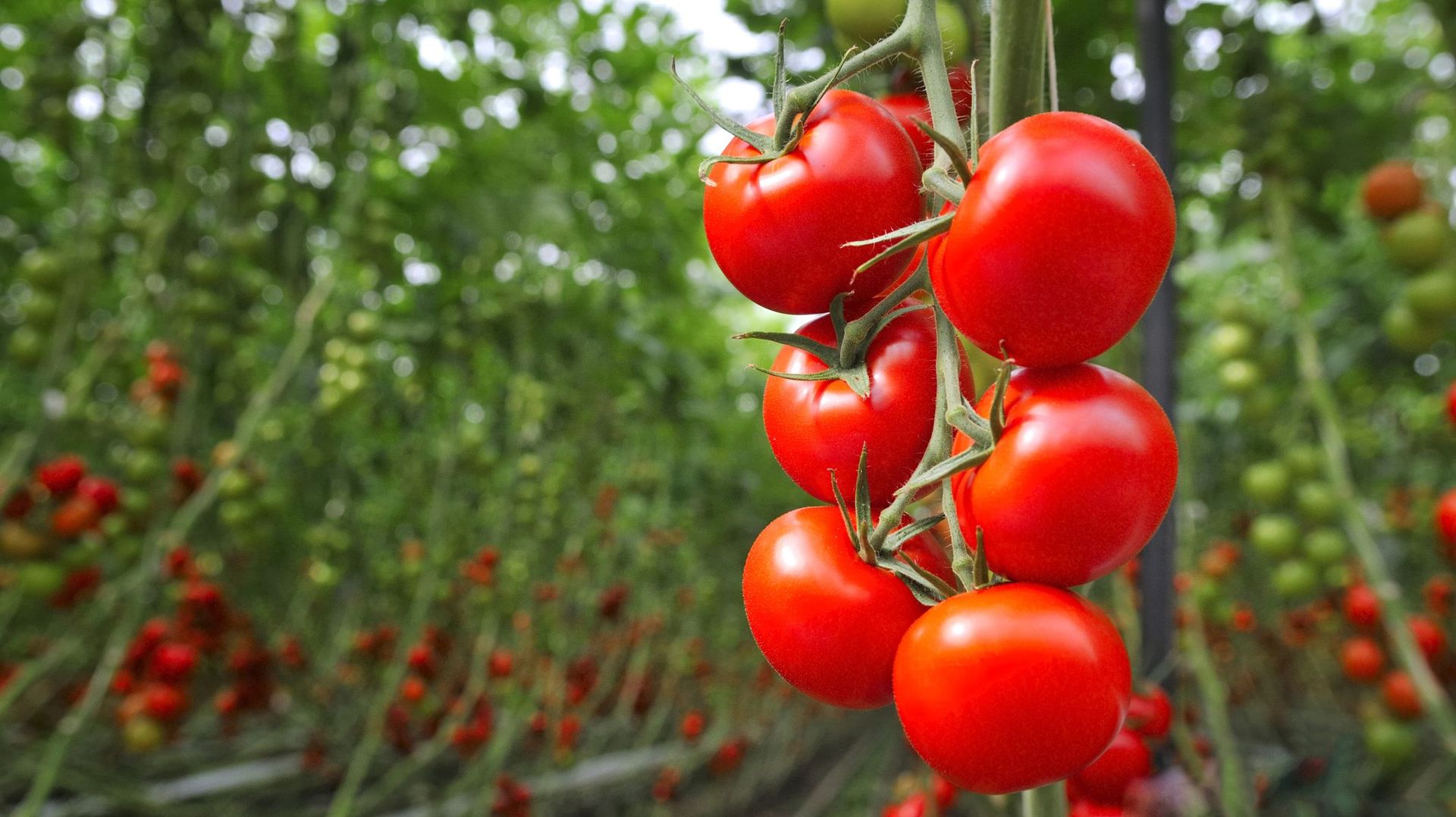Alerte à une nouvelle maladie végétale qui s'attaque aux tomates