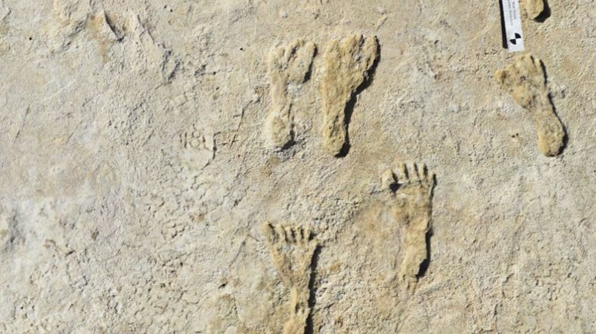Des empreintes de pas vieilles de 23.000 ans découvertes au
