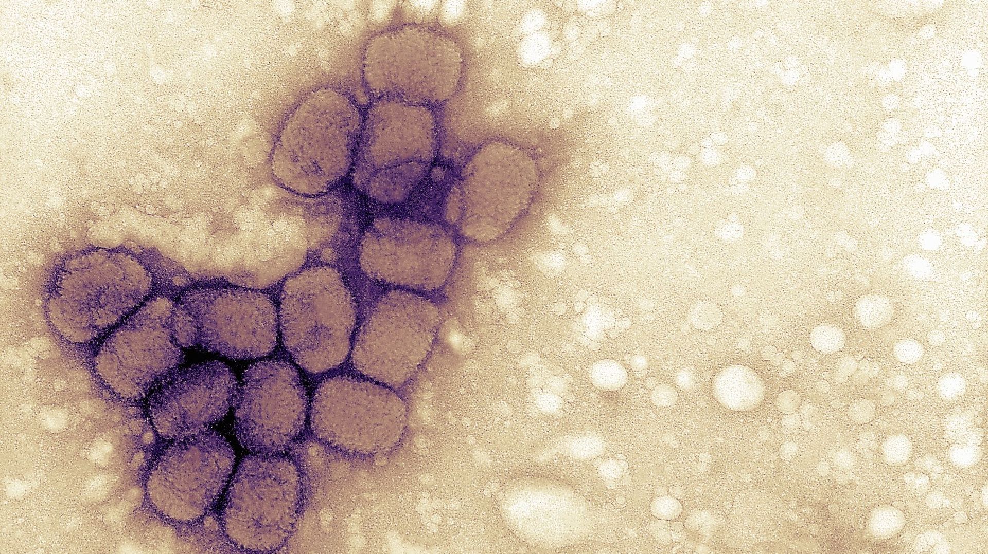 Virus de la variole