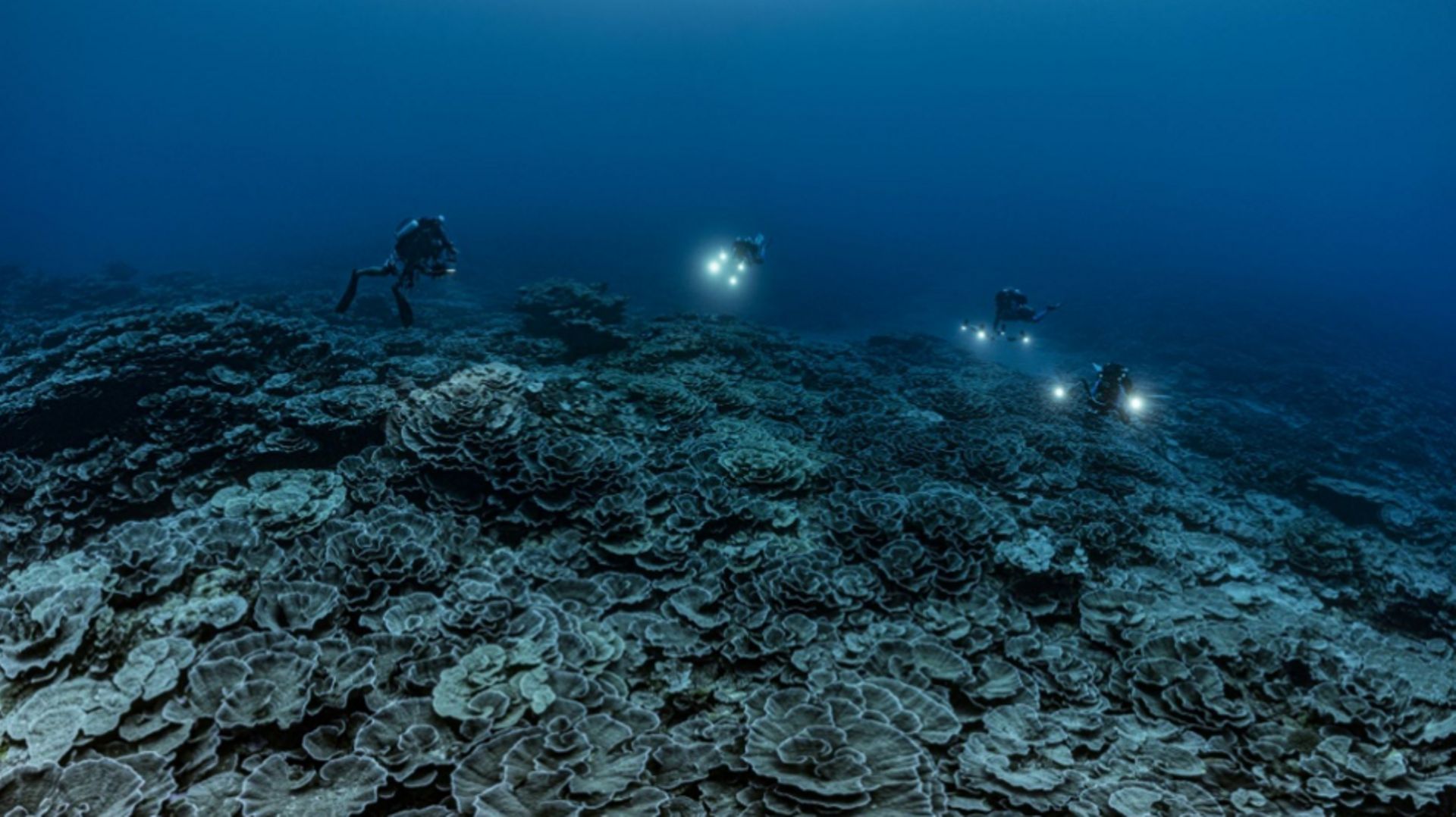 un-recif-de-coraux-geants-decouvert-au-large-de-tahiti