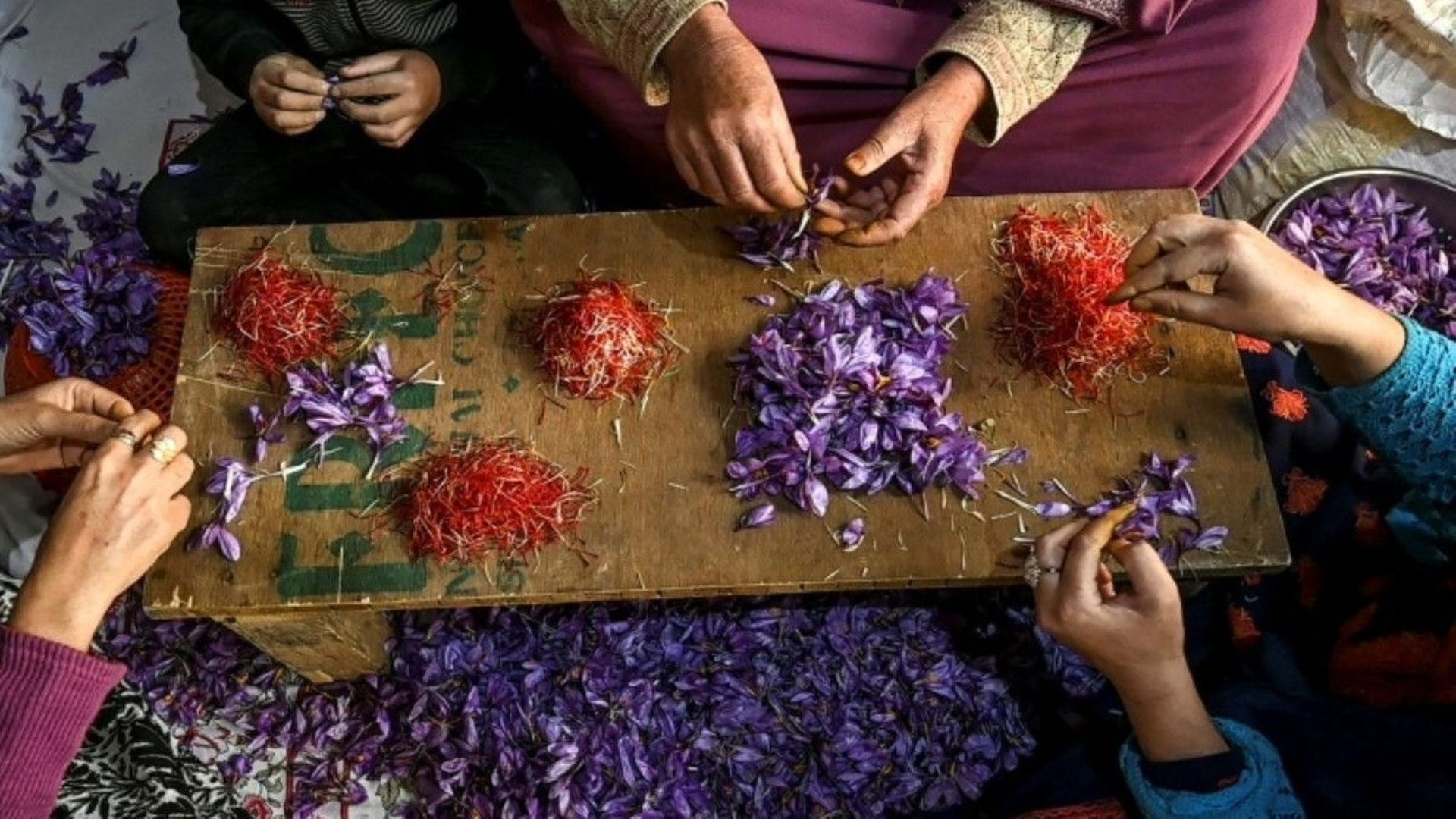 Des cultivateurs séparent les stigmates des fleurs de safran après les récoltes dans les champs de Pampore en Inde.