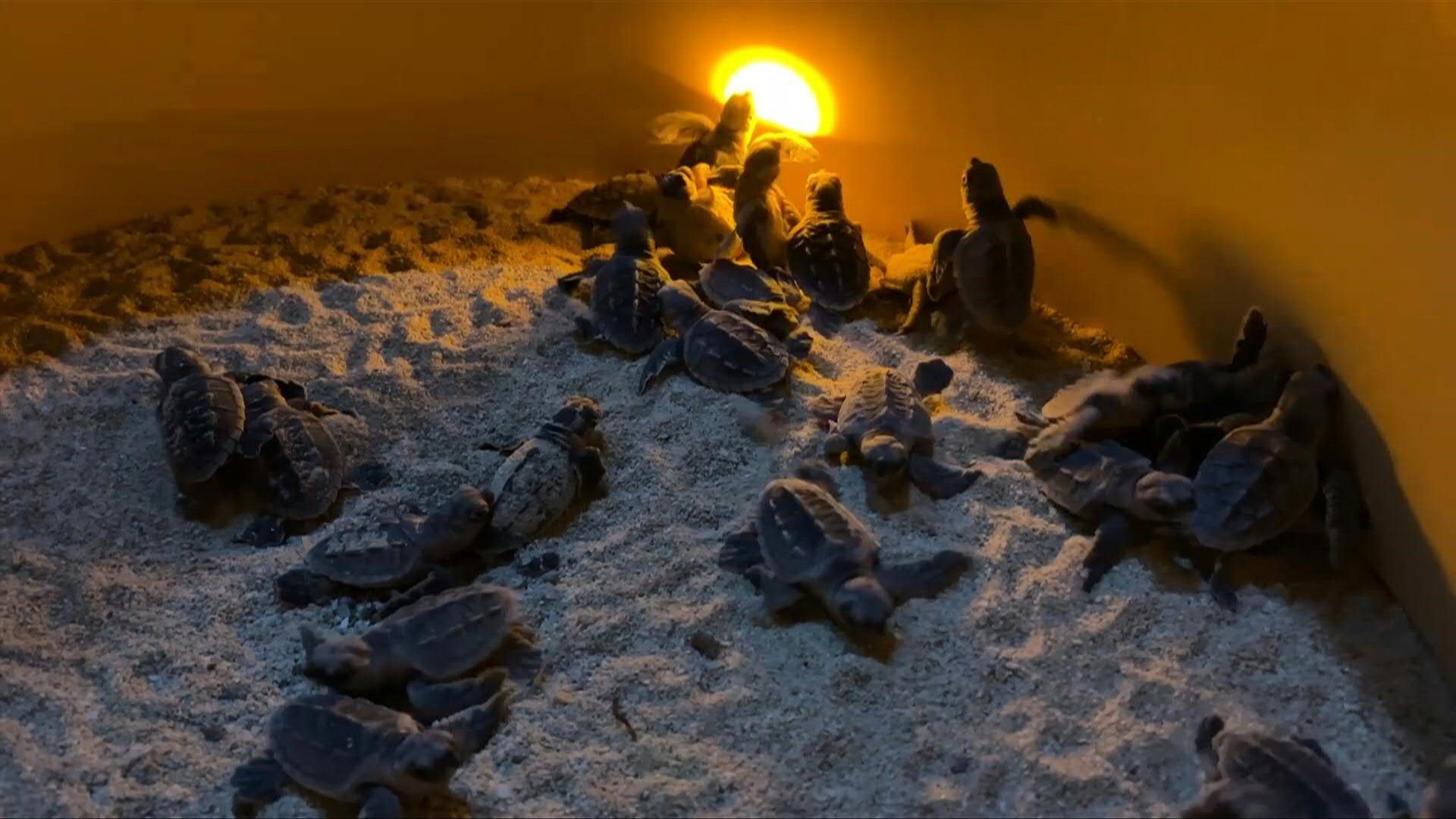 Parmi les milliers de tortues de cette espèce qui naîtront cette année sur cette plage, seule 1 sur 1000 survivra aux prédateurs et aux filets de pêche pour atteindre l'âge adulte à 25 ans.