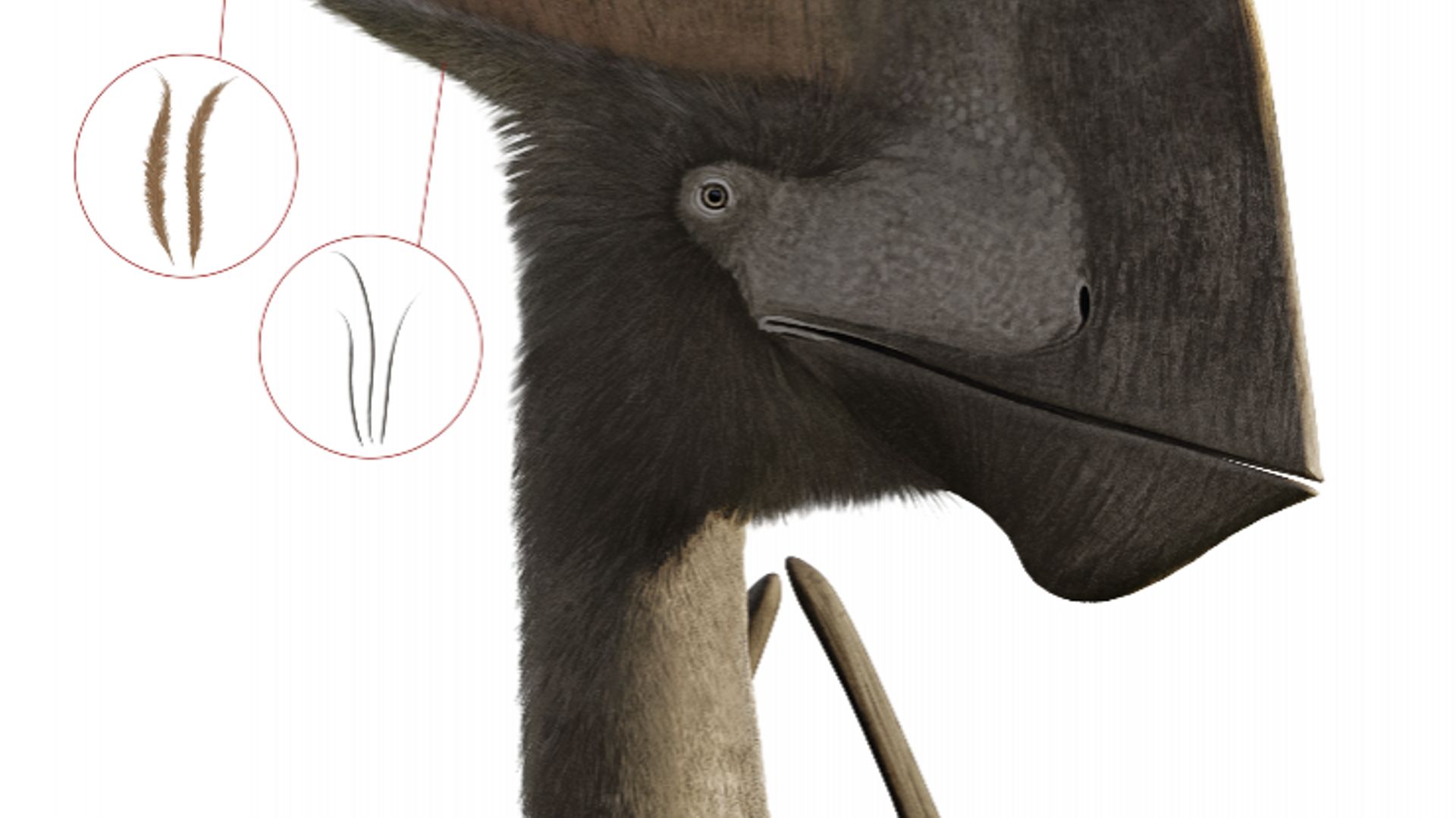 Reconstruction artistique du ptérosaure Tupandactylus