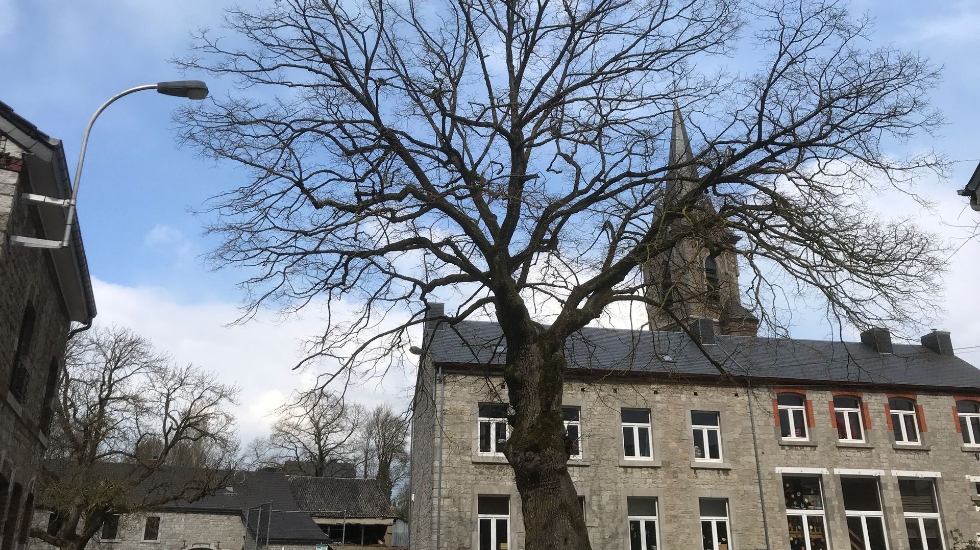 Au coeur du village, un vieux tilleul au tronc fendu