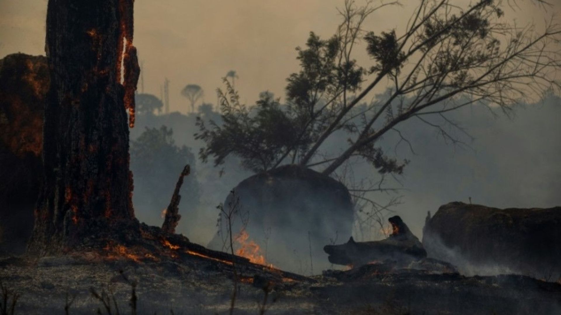 Vue d'une zone brûlée de la forêt à Altamira, Etat de Para, le 27 août 2019.