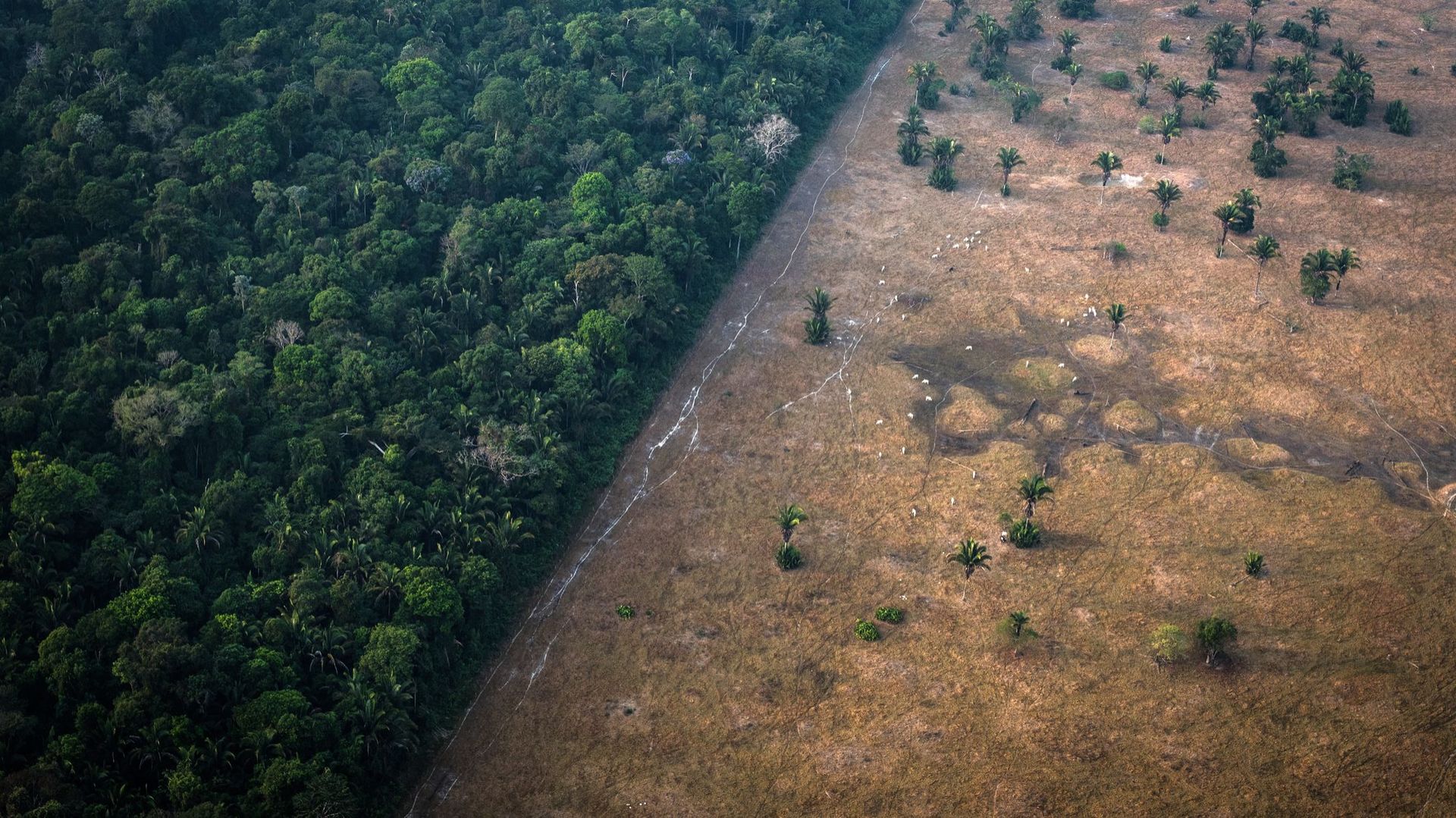 L'équivalent d'un terrain de foot de forêt primaire détruit toutes les six secondes, selon une étude