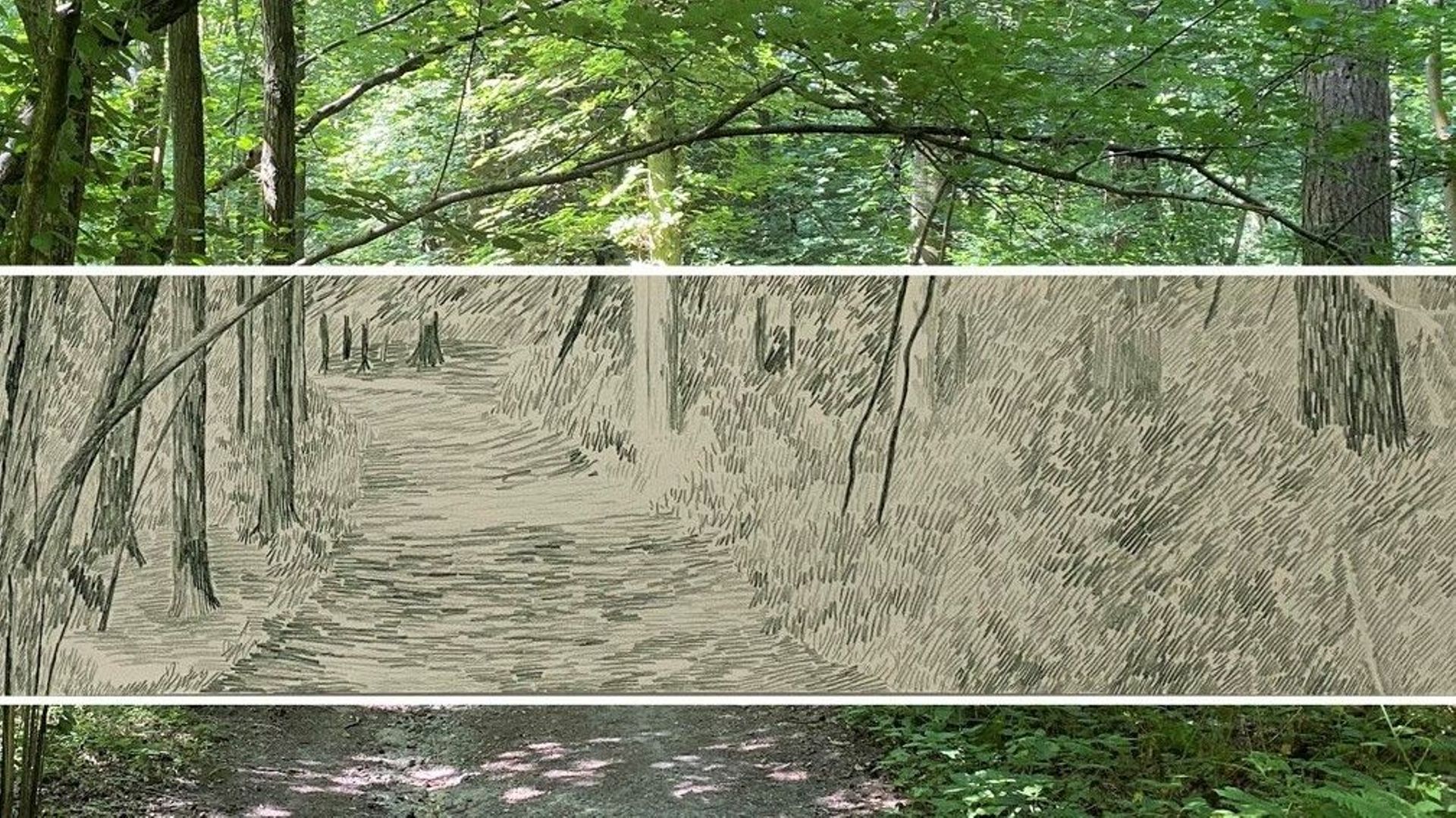 Gabriela Albergaria, Forêt de Soignes, 11.05.50 (détail), 2022 