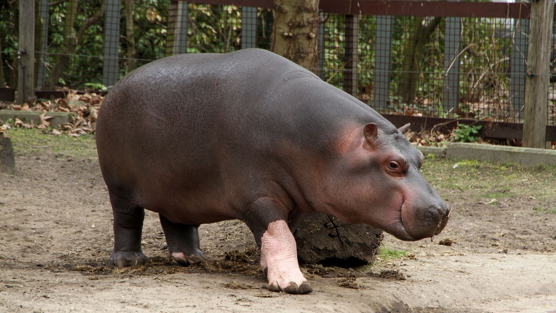 Deux hippopotames du zoo d’Anvers testés positifs au Covid-19, la première contamination pour cette espèce. Photo d’illustration