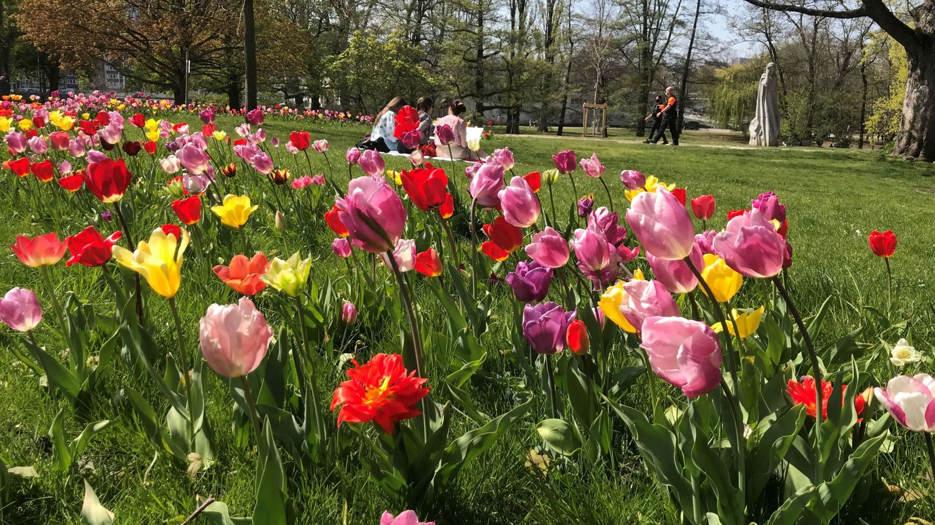 Les tulipes sont en pleine floraison dans le parc de la Boverie à Liège