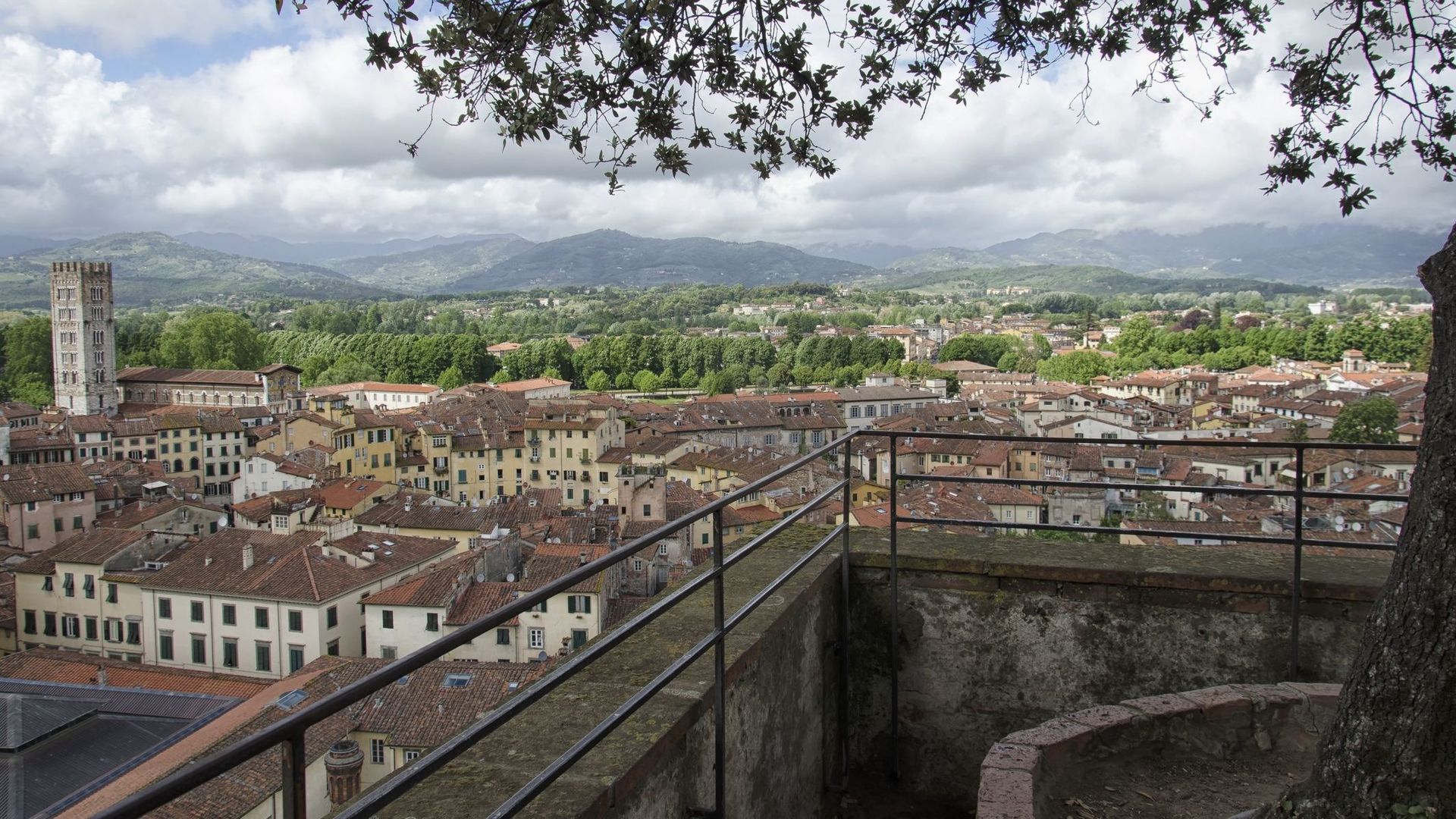 Arbres sur le toit de la Torre Guinigi