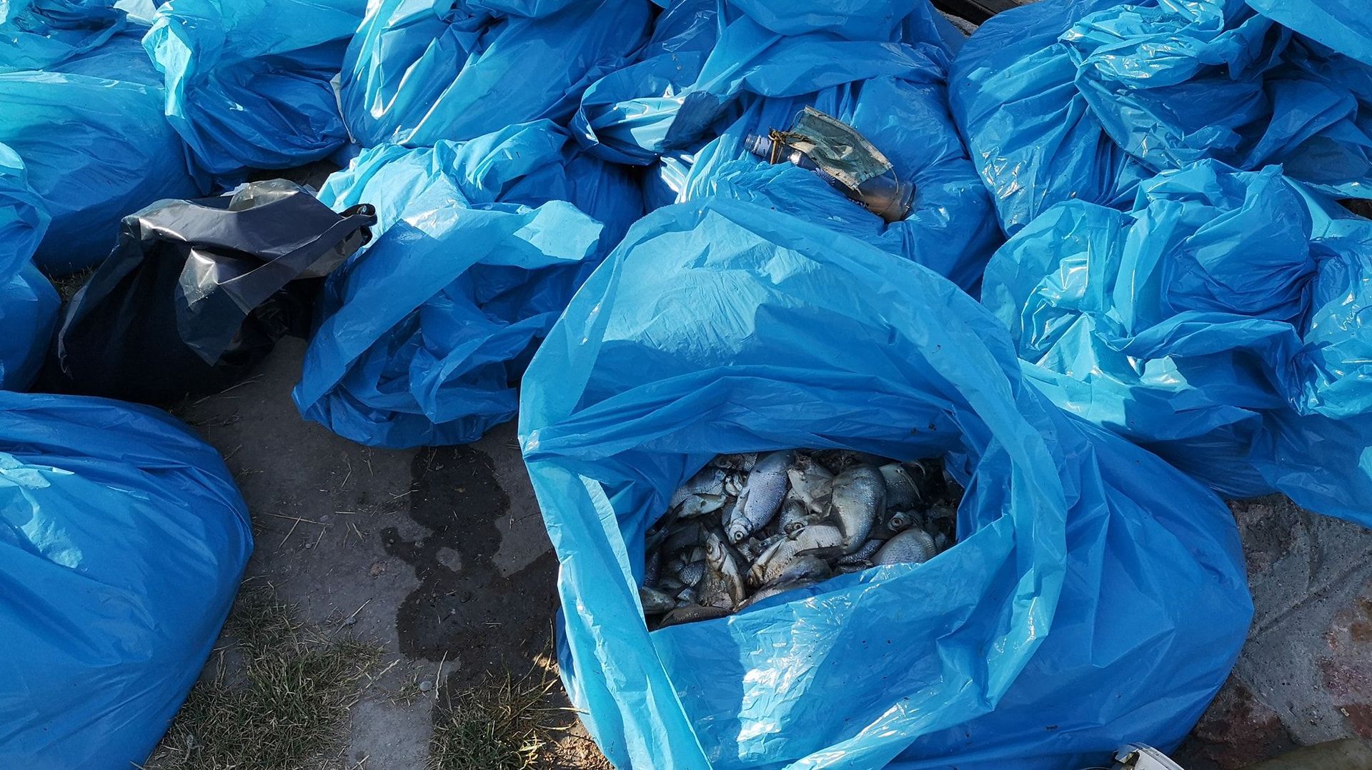 Des tonnes de poissons morts ont été retirées du lac de Velence
