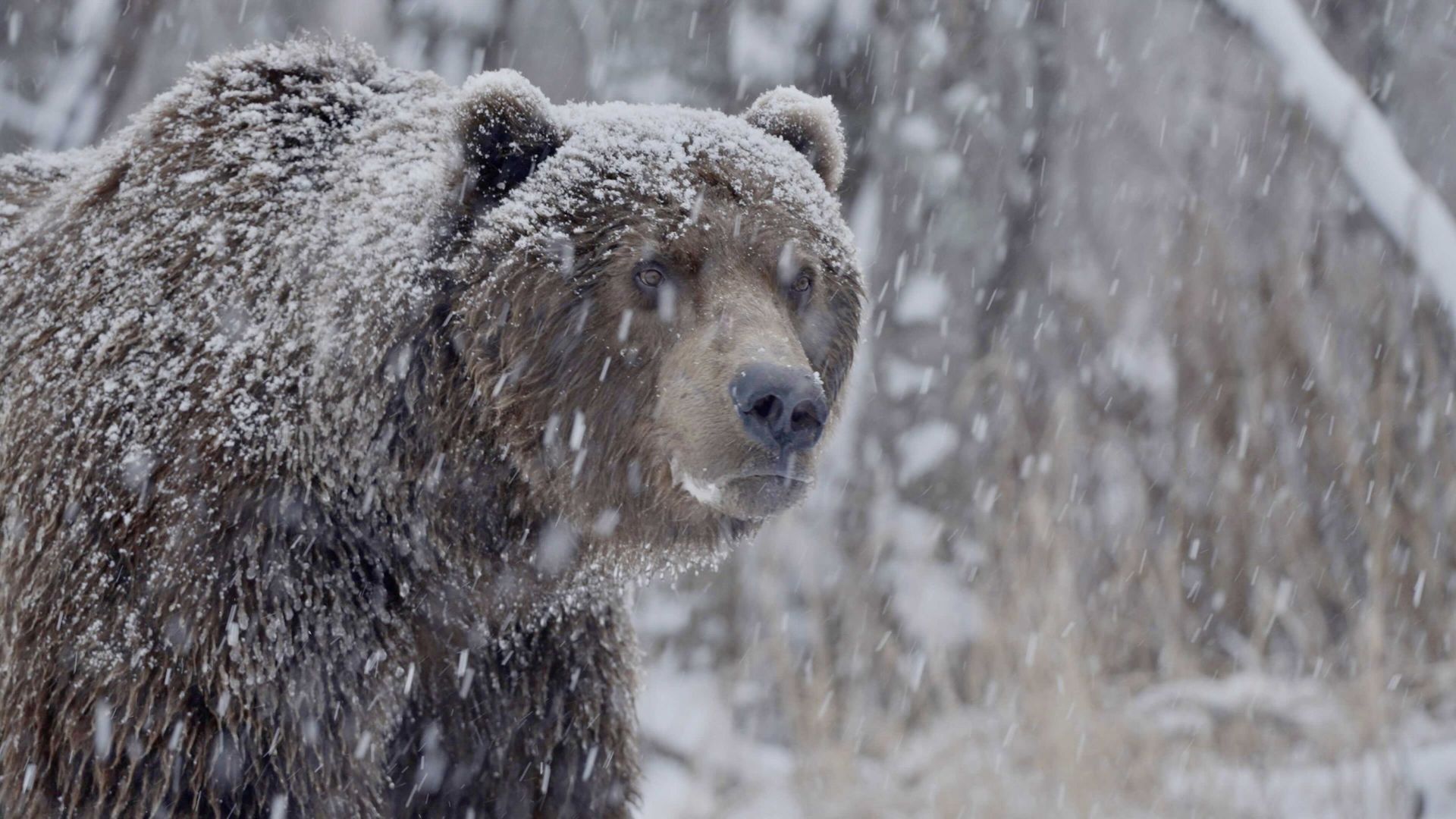 A la découverte des ours d’Asie du Nord-Est : un voyage fascinant mêlant force et douceur
